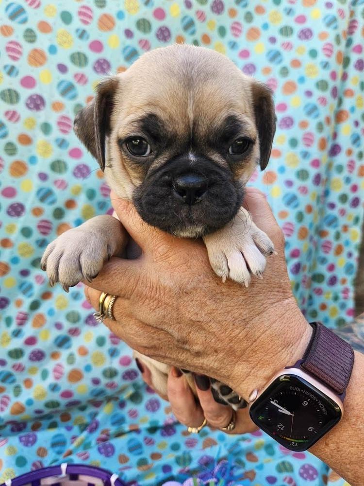 Enlarge Fuji, a Adoptable mixed breed in Mission Viejo, CA image 3/3