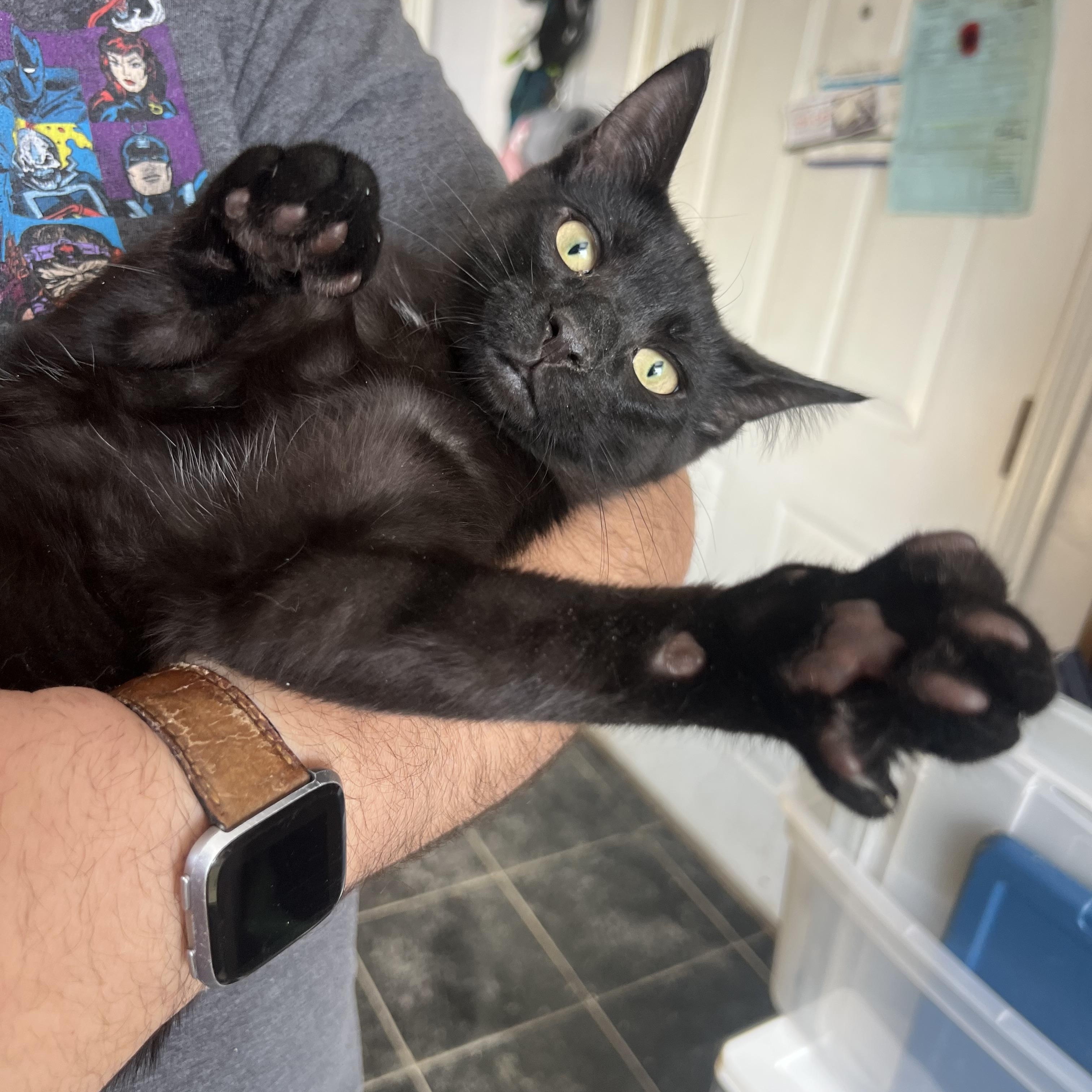 Enlarge Jayne, a ADOPTABLE Domestic Short Hair in Royal Oak, MI image 1/3