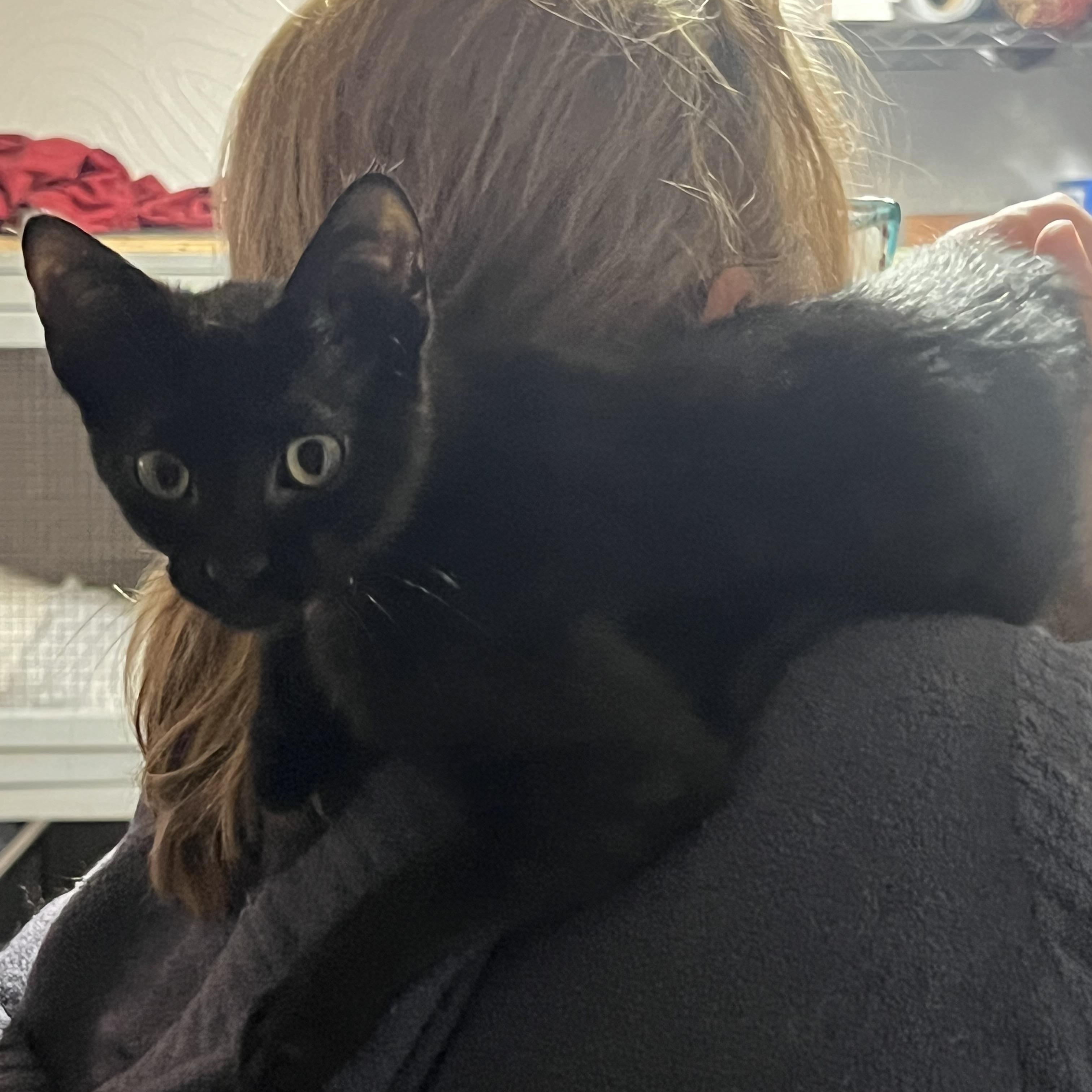 Enlarge Jayne, a ADOPTABLE Domestic Short Hair in Royal Oak, MI image 2/3