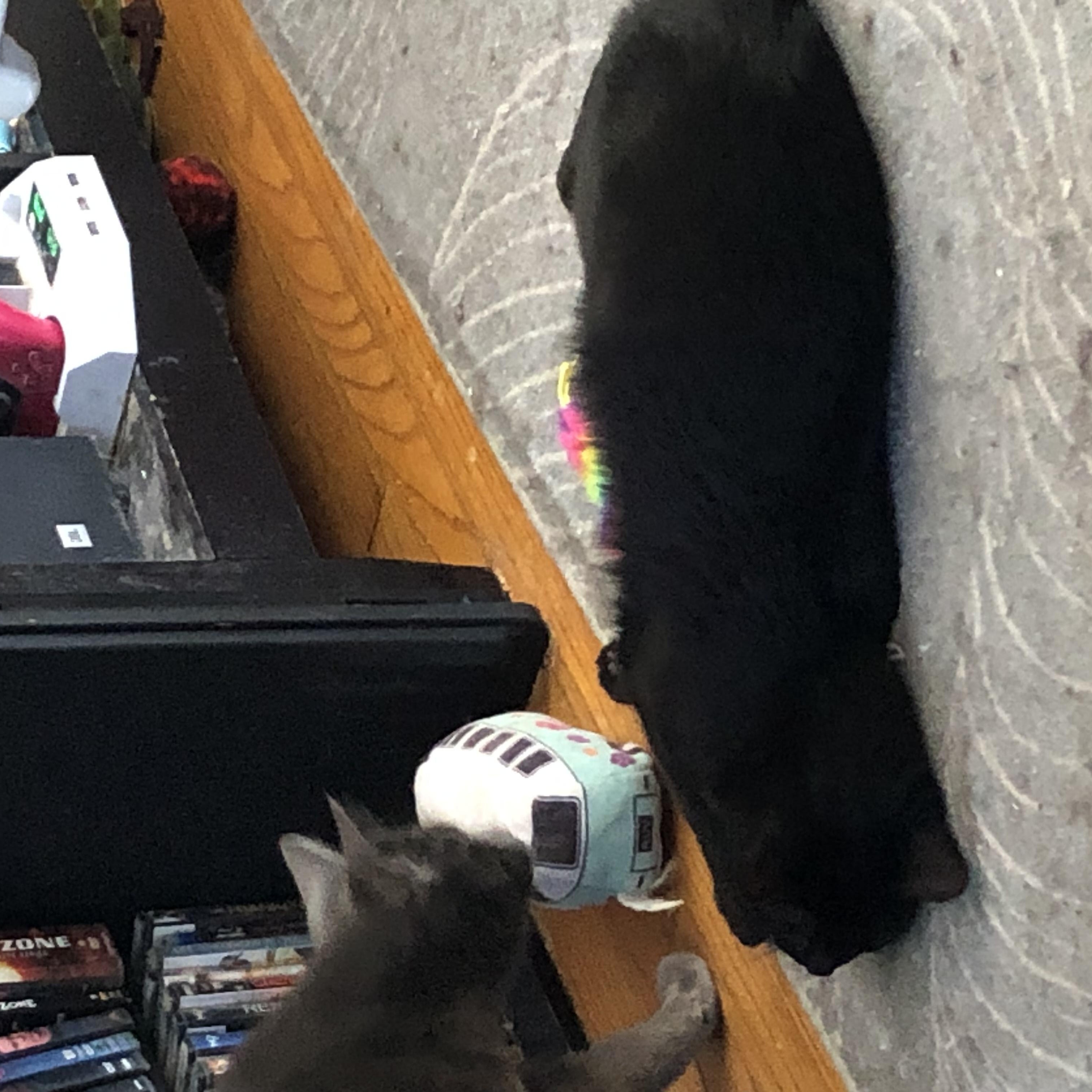 Enlarge Jayne, a ADOPTABLE Domestic Short Hair in Royal Oak, MI image 3/3