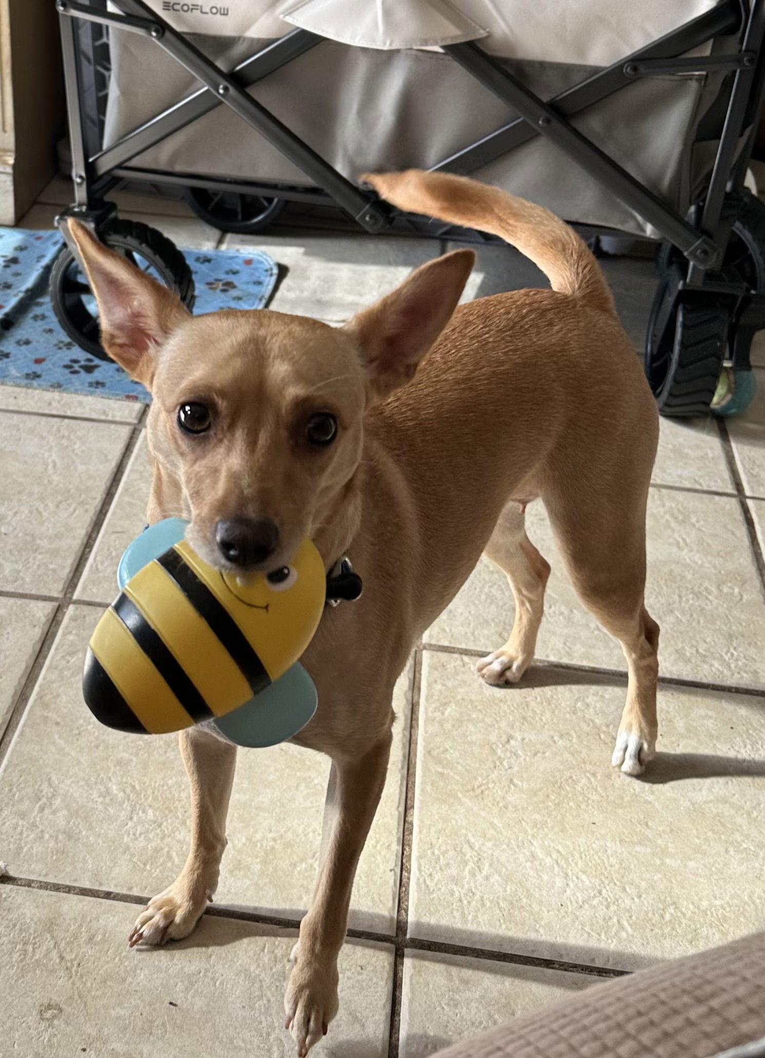 Petunia, Adopted, Adult Female Rat Terrier.