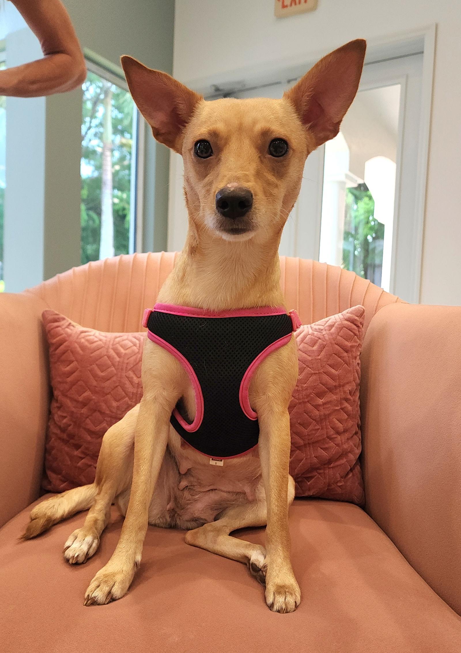 Enlarge Petunia, a Adopted Rat Terrier in Royal Palm Beach, FL image 2/3