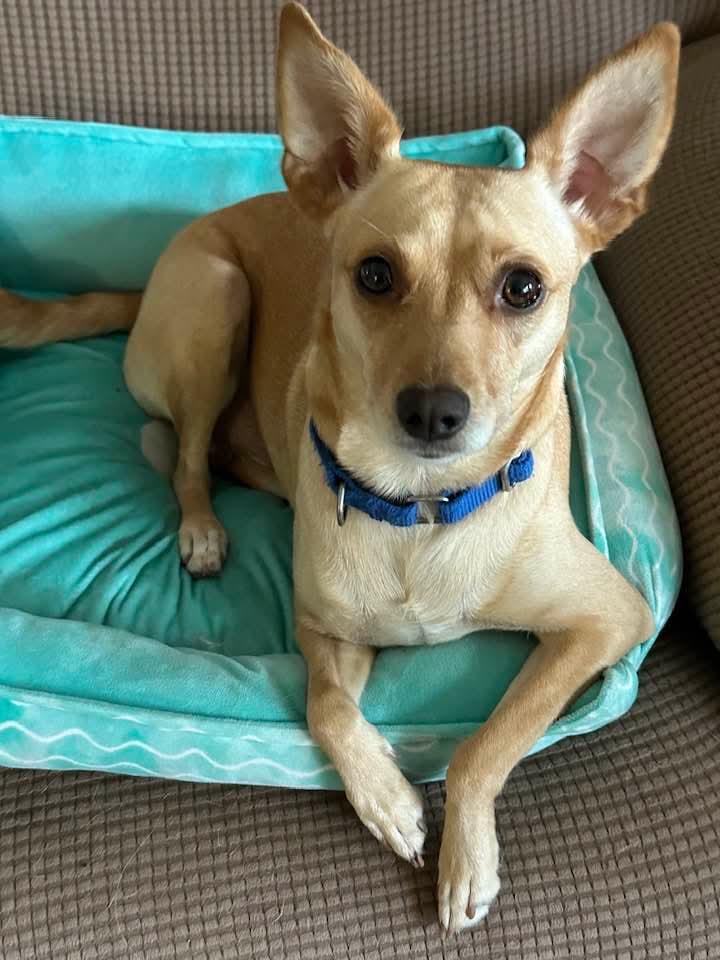 Enlarge Petunia, a Adopted Rat Terrier in Royal Palm Beach, FL image 3/3