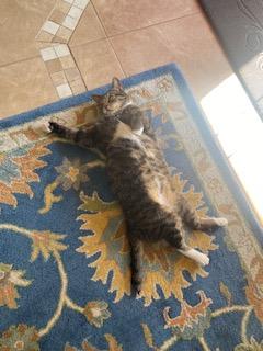 Enlarge Paczki, a Adoptable mixed breed in St. Charles, IL image 6/6