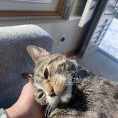 Enlarge Paczki, a Adoptable mixed breed in St. Charles, IL image 4/6