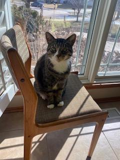 Enlarge Paczki, a Adoptable mixed breed in St. Charles, IL image 5/6