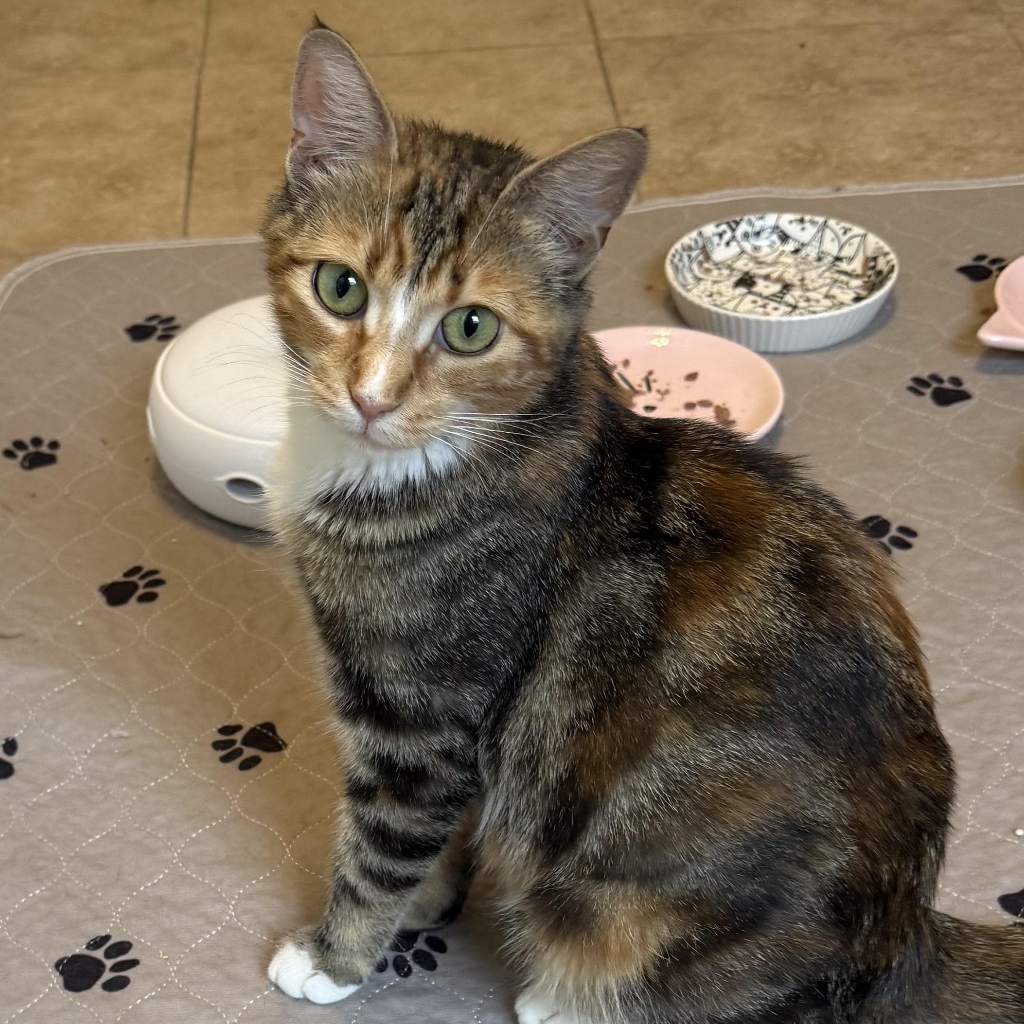 Rosie, Adopted, Young Female Domestic Short Hair.