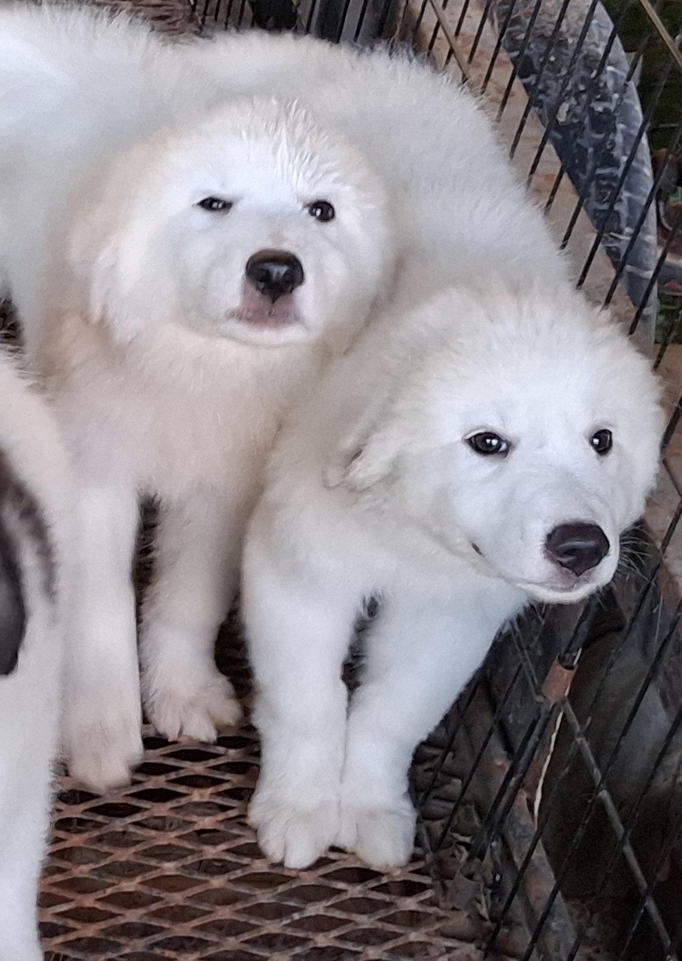 Albion, Adoptable, Puppy Male Great Pyrenees & Australian Shepherd.