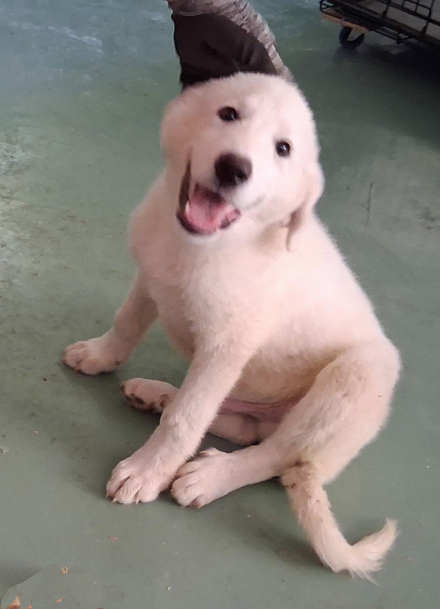 Albion, Adoptable, Puppy Male Great Pyrenees & Australian Shepherd.