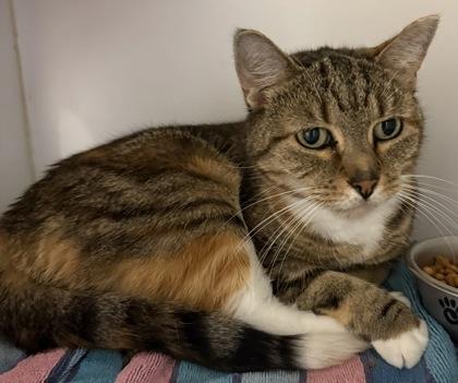 Callie Bodda Butt, Adoptable, Senior Female Domestic Short Hair & Domestic Short Hair.