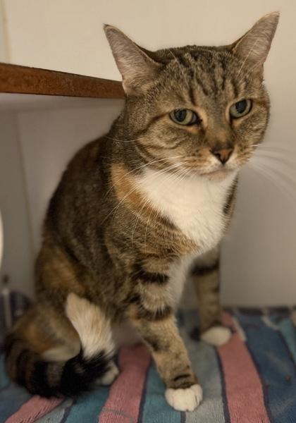 Enlarge Callie Bodda Butt, a Adoptable Domestic Short Hair in Lawrenceville, GA image 2/2