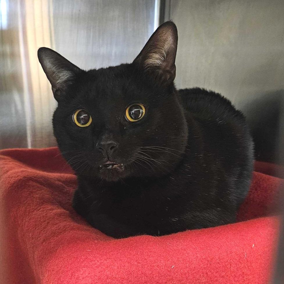 Shadow, Adoptable, Adult Male Domestic Short Hair.
