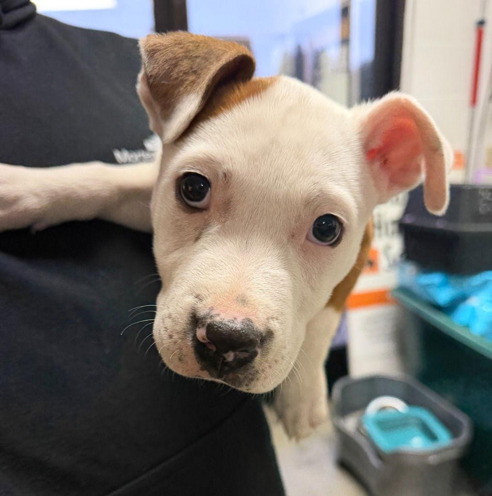 Opie, Adoptable, Puppy Male Pit Bull Terrier.
