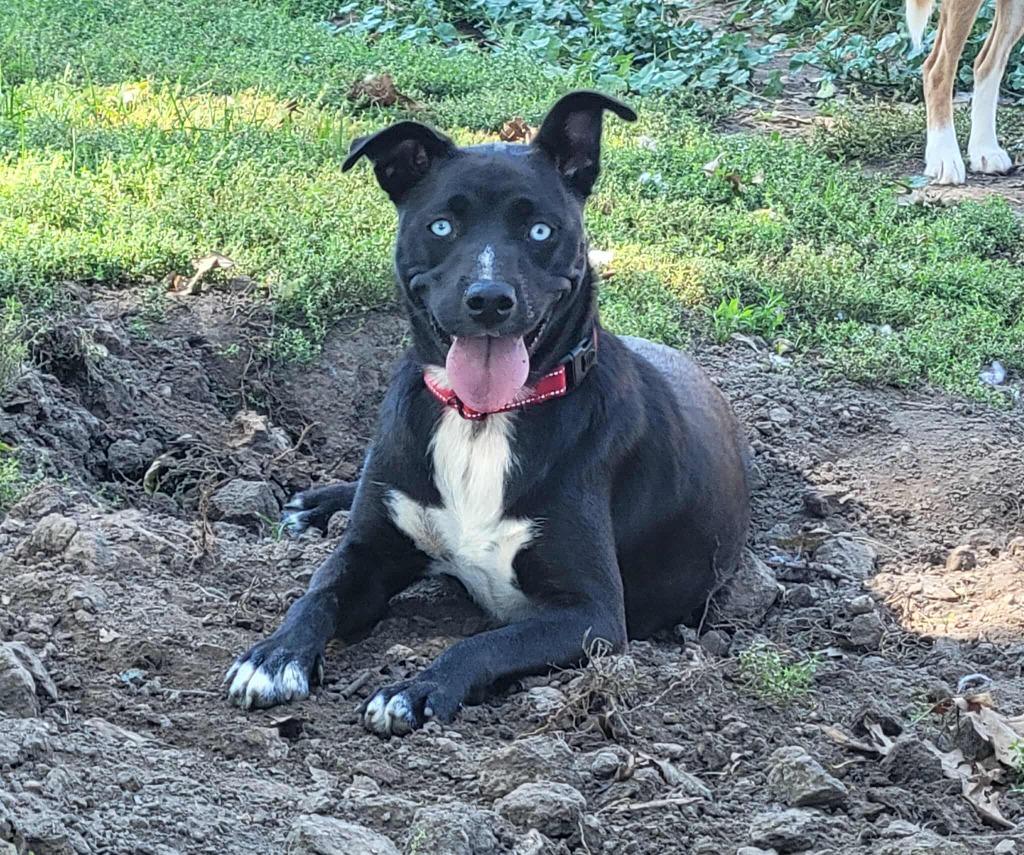Enlarge Wynter, a Adoptable Catahoula Leopard Dog in sun prairie, WI image 2/3
