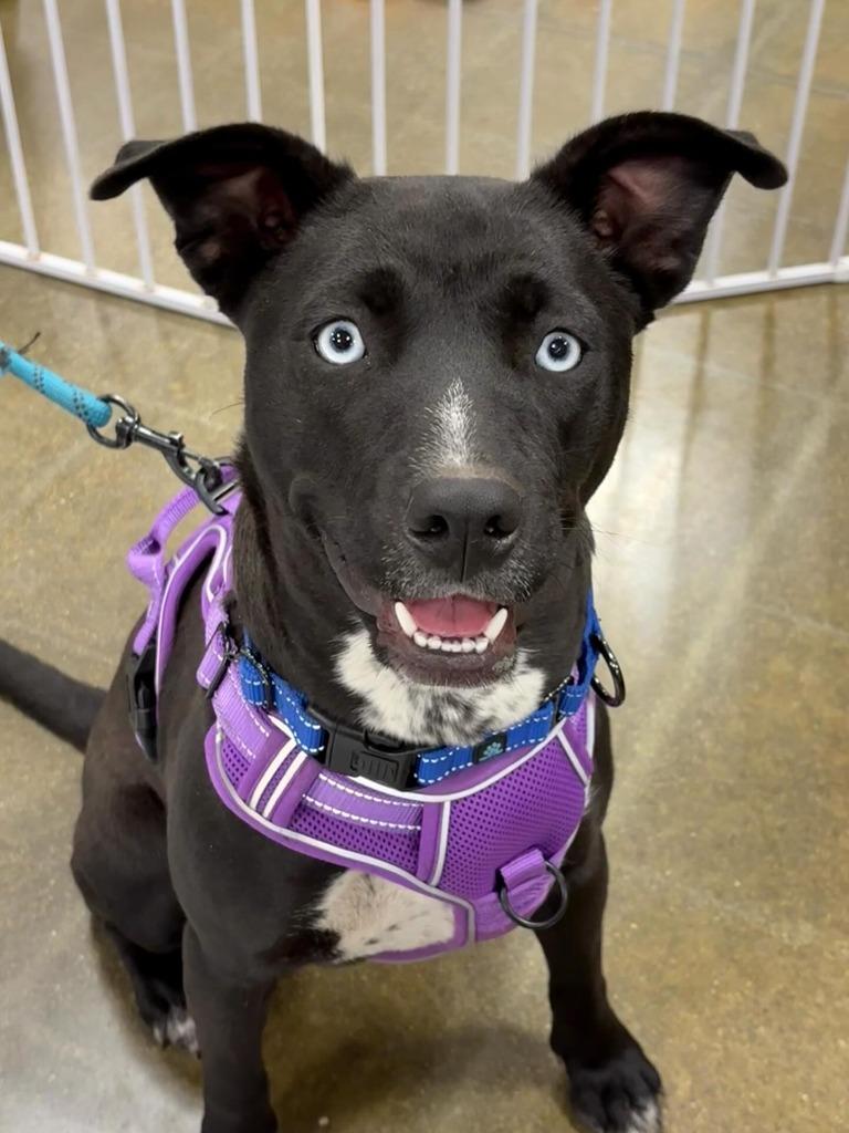 Enlarge Wynter, a Adoptable Catahoula Leopard Dog in sun prairie, WI image 3/3