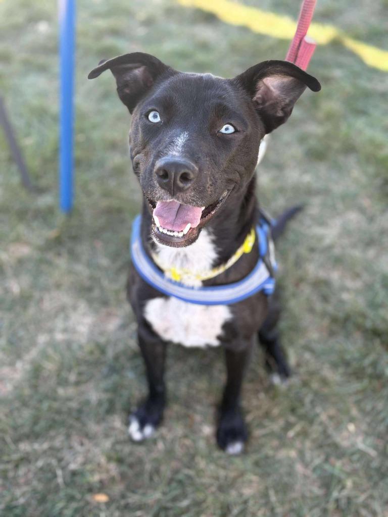 Enlarge Wynter, a Adoptable Catahoula Leopard Dog in sun prairie, WI image 3/3