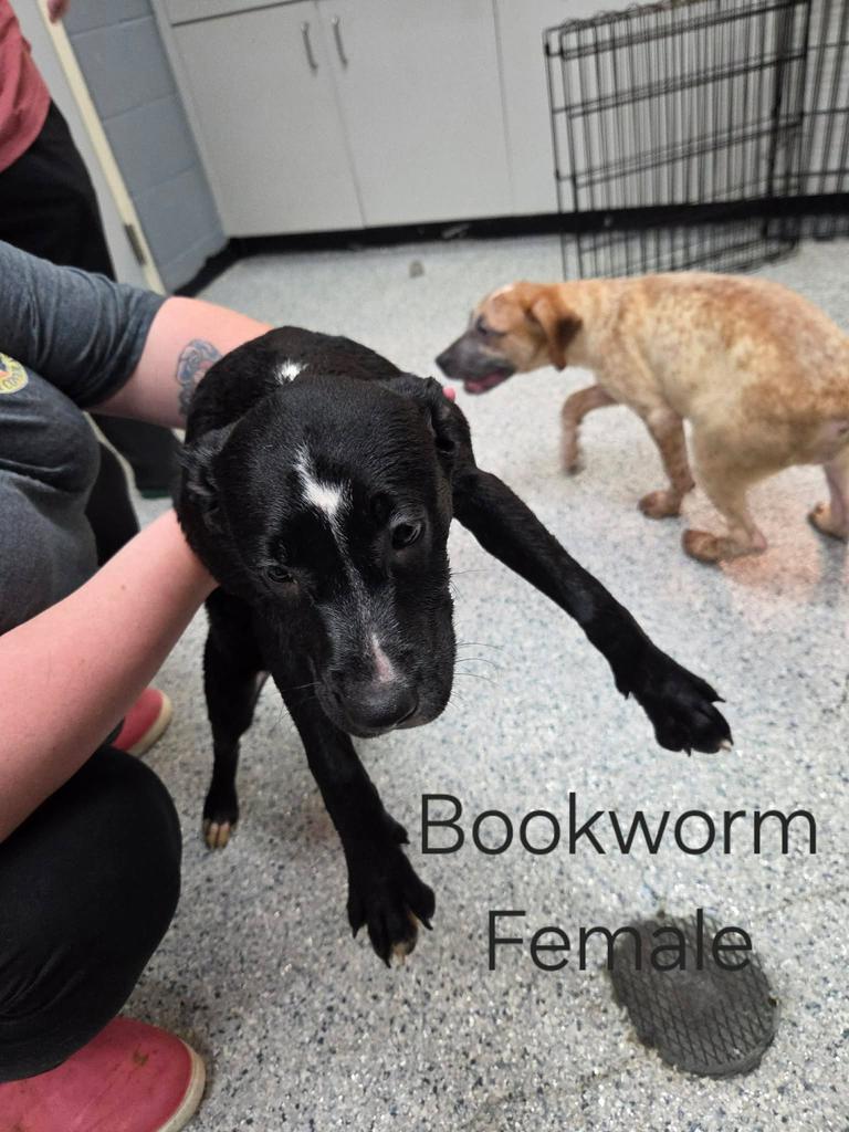Enlarge Bookworm, a Adoptable mixed breed in Livingston, LA image 1/2