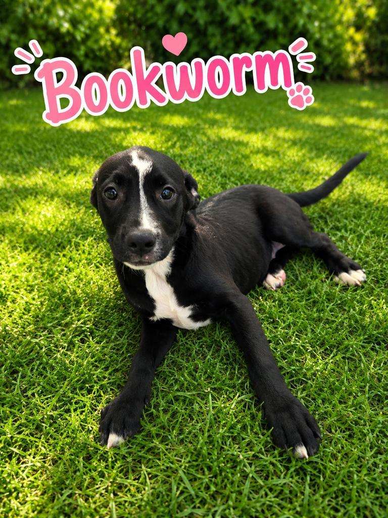 Enlarge Bookworm, a Adoptable mixed breed in Livingston, LA image 2/2