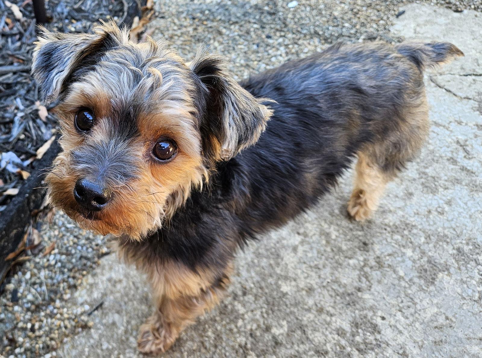 Enlarge Hugo - ADOPTION PENDING!, a Adoptable Yorkshire Terrier in Arlington, VA image 1/3