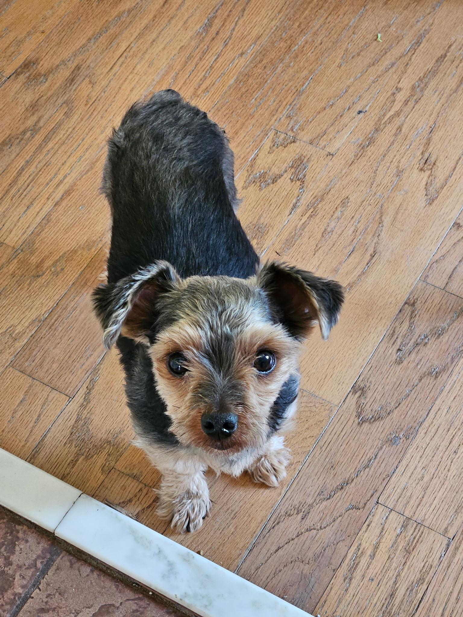 Hugo - ADOPTION PENDING!, Adoptable, Young Male Yorkshire Terrier.