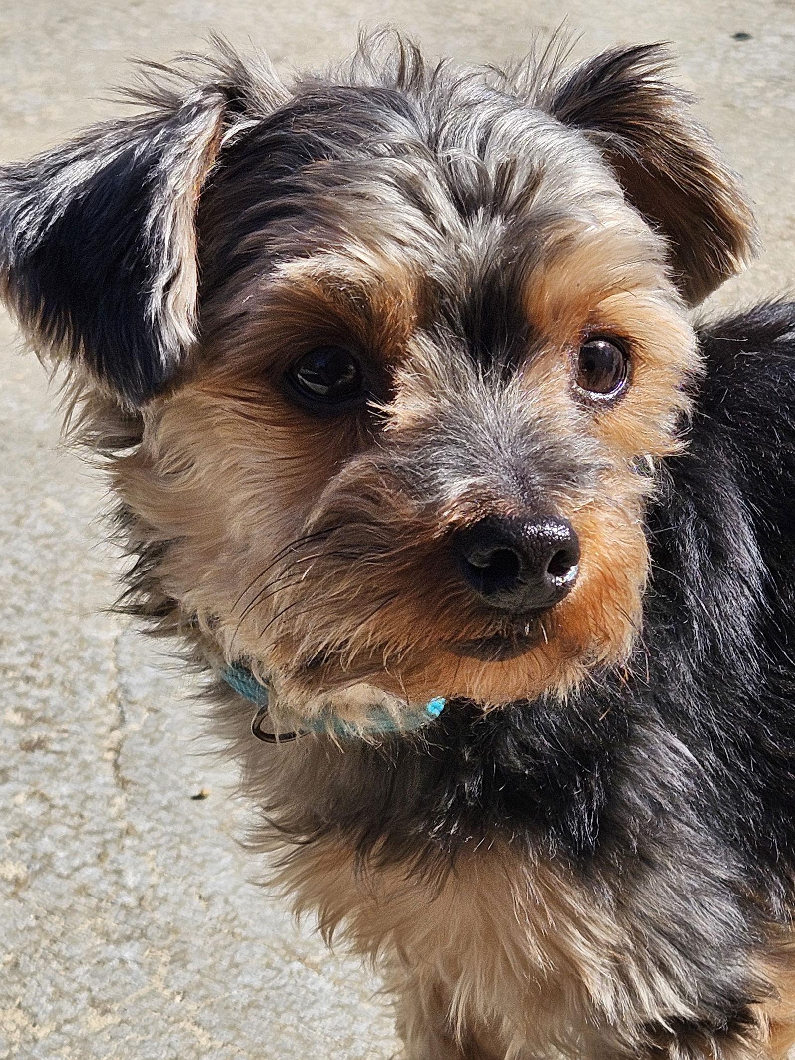 Enlarge Hugo - ADOPTION PENDING!, a Adoptable Yorkshire Terrier in Arlington, VA image 2/3