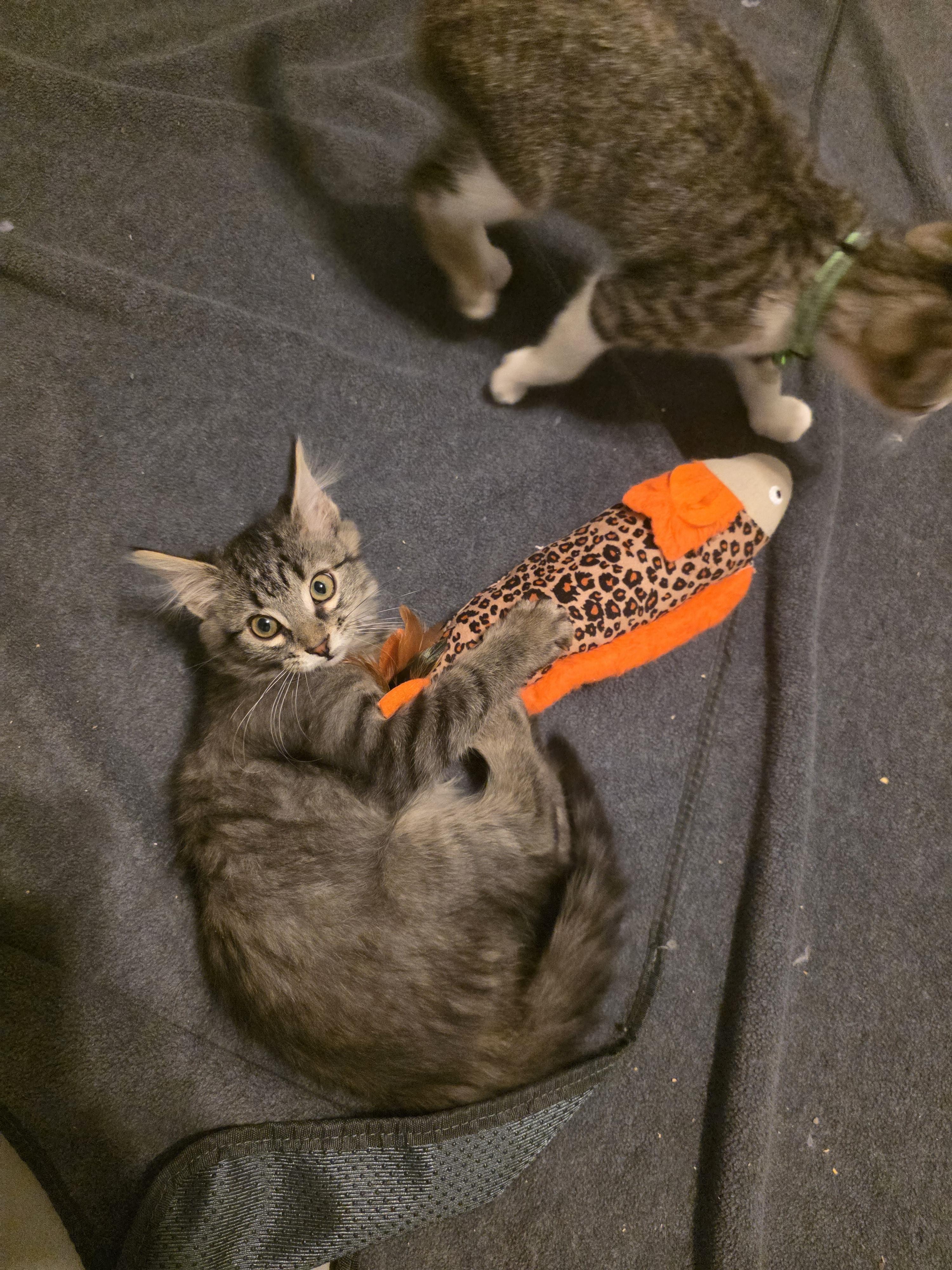 Khaleesi, Adopted, Young Female Domestic Medium Hair.