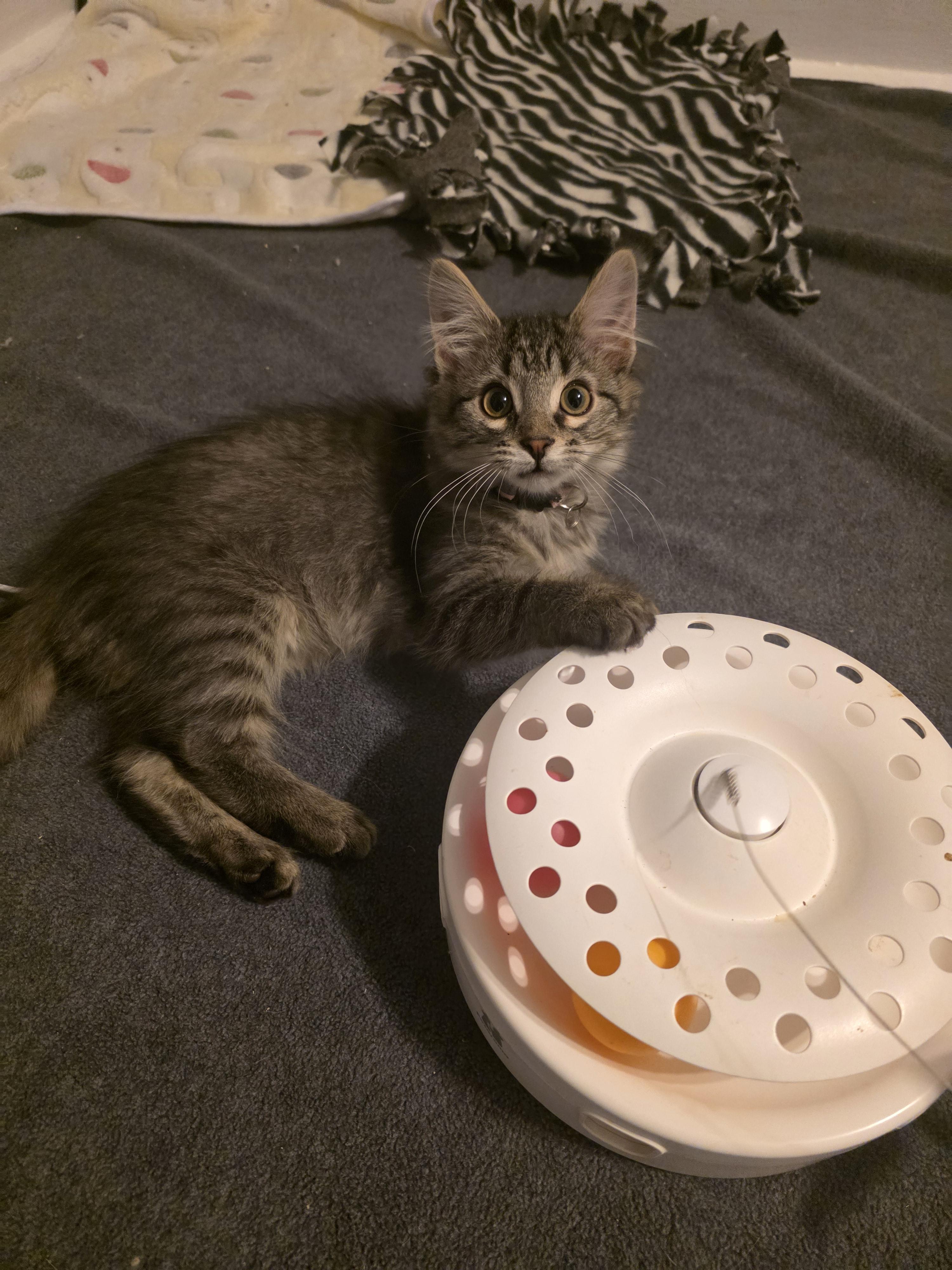 Enlarge Khaleesi, a Adopted Domestic Medium Hair in Troy, MI image 2/5