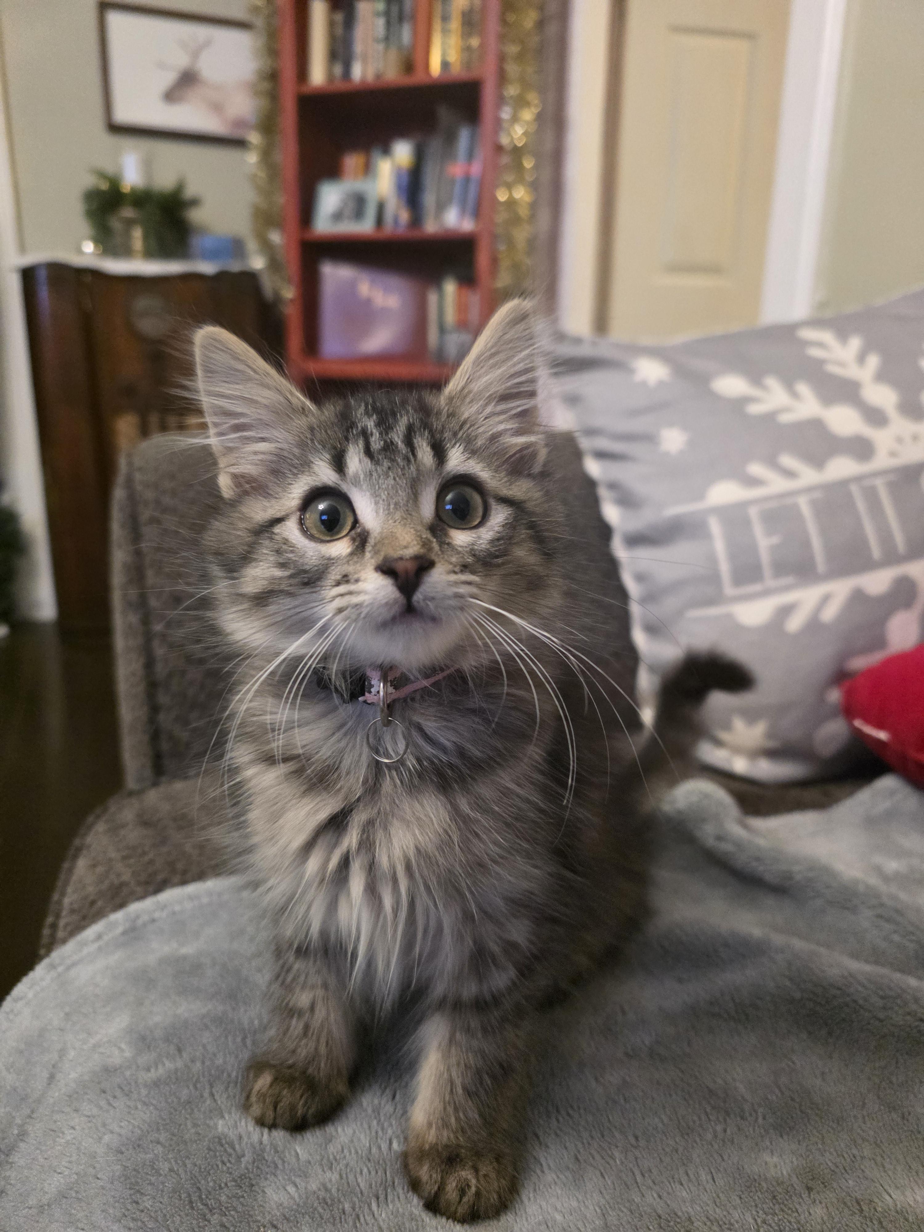 Enlarge Khaleesi, a Adopted Domestic Medium Hair in Troy, MI image 3/5