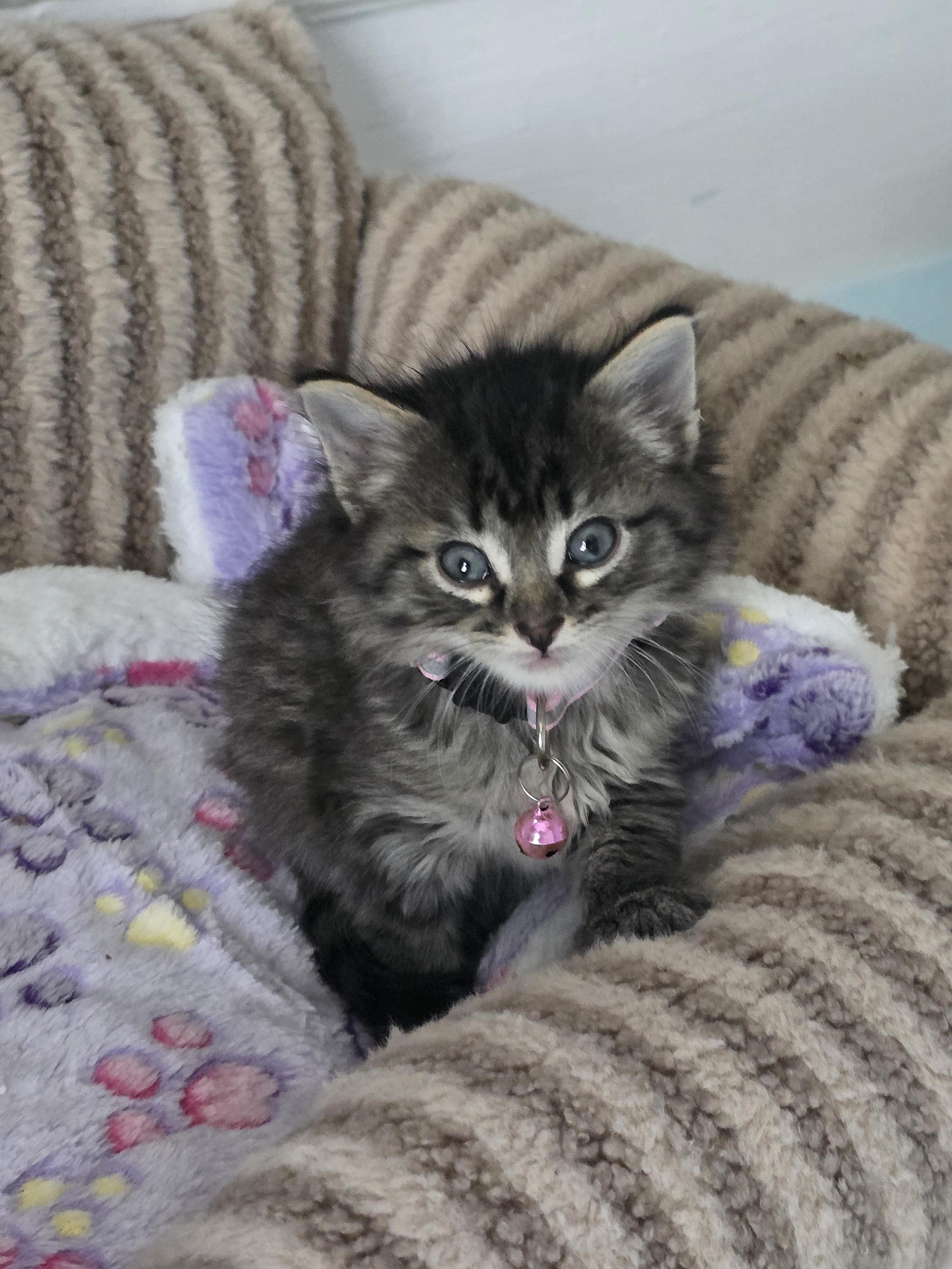 Enlarge Khaleesi, a Adopted Domestic Medium Hair in Troy, MI image 4/5