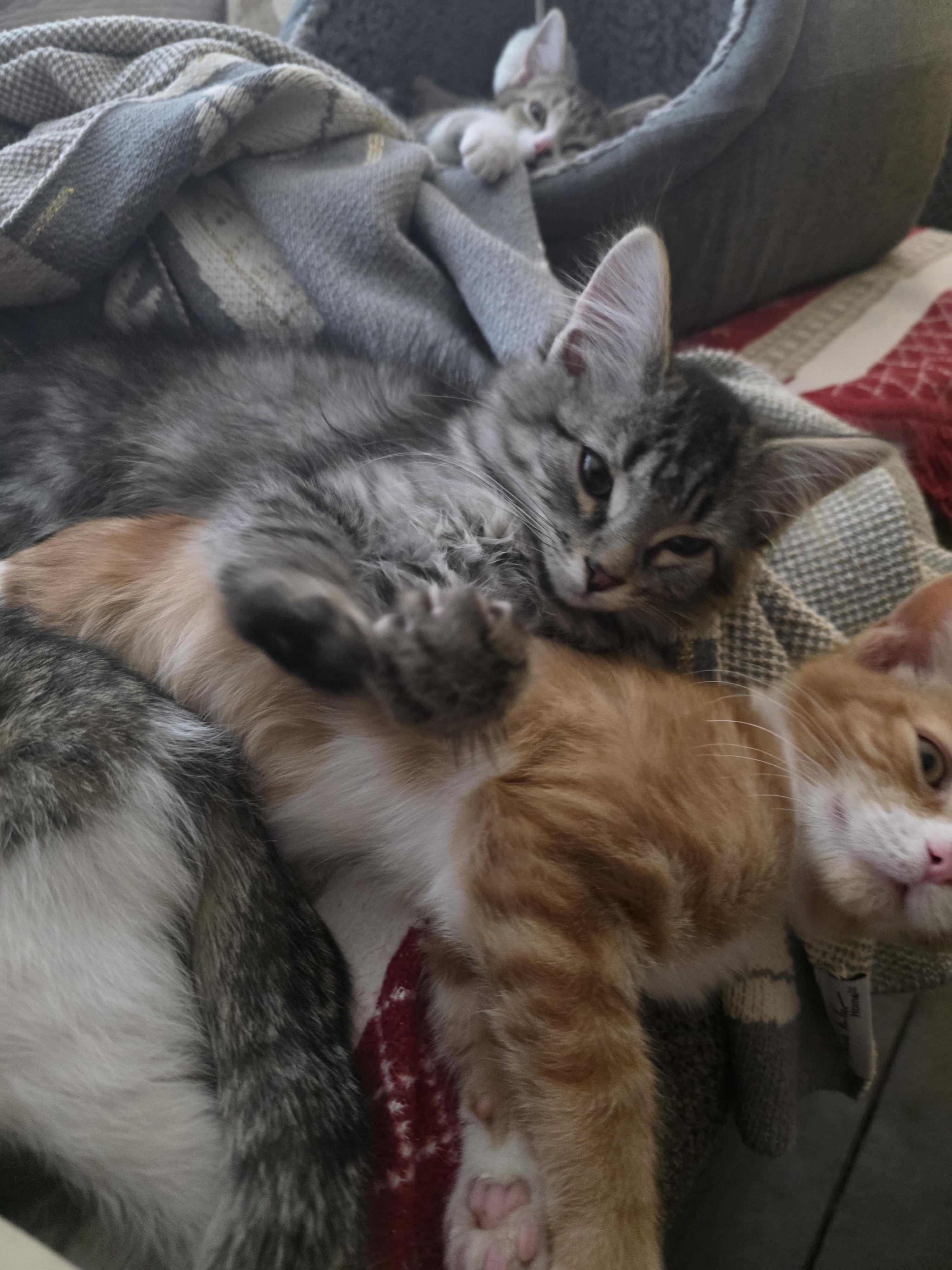 Enlarge Khaleesi, a Adopted Domestic Medium Hair in Troy, MI image 5/5