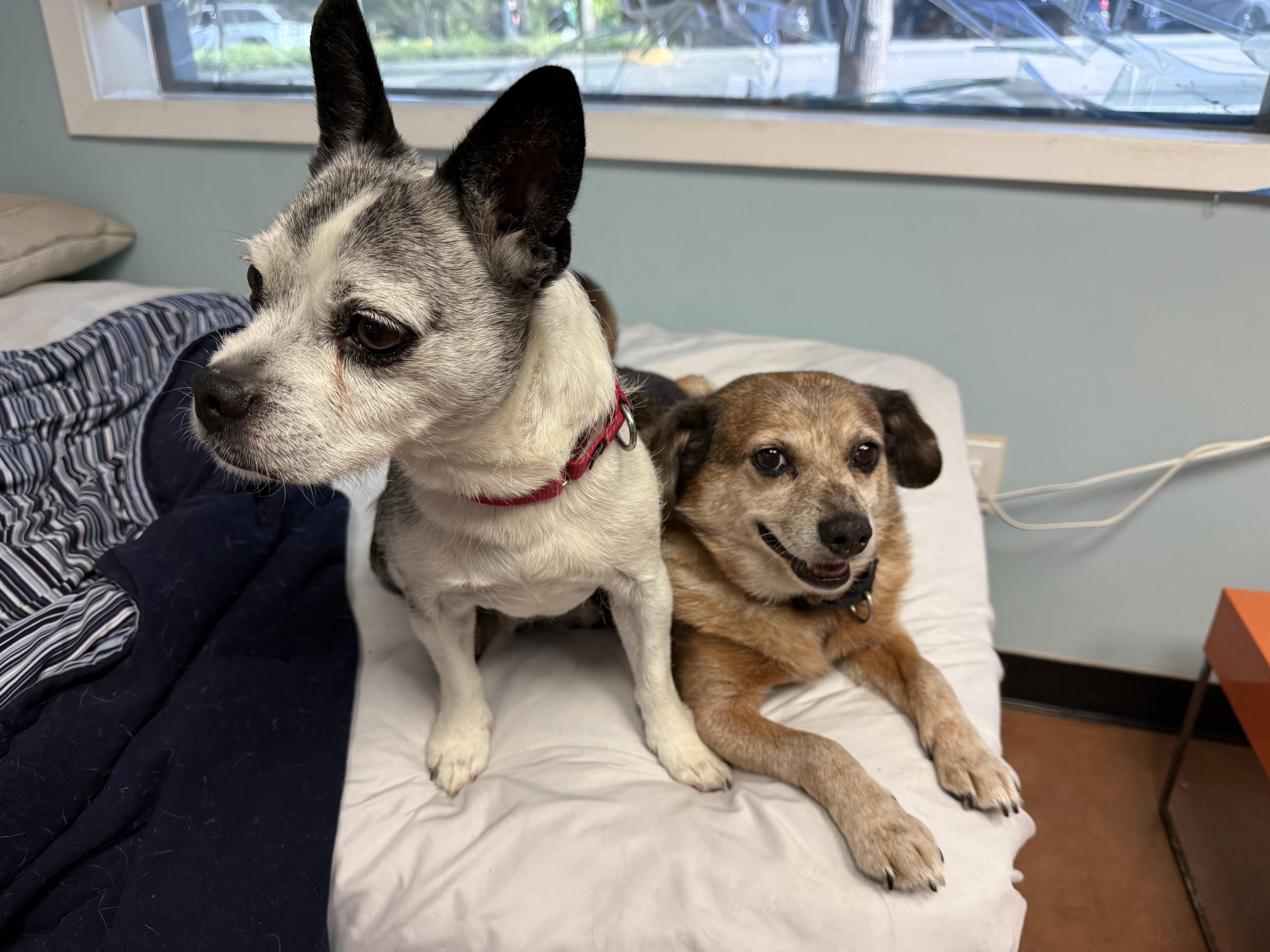 Enlarge Frodo, a ADOPTABLE Terrier in Walnut Creek, CA image 5/5