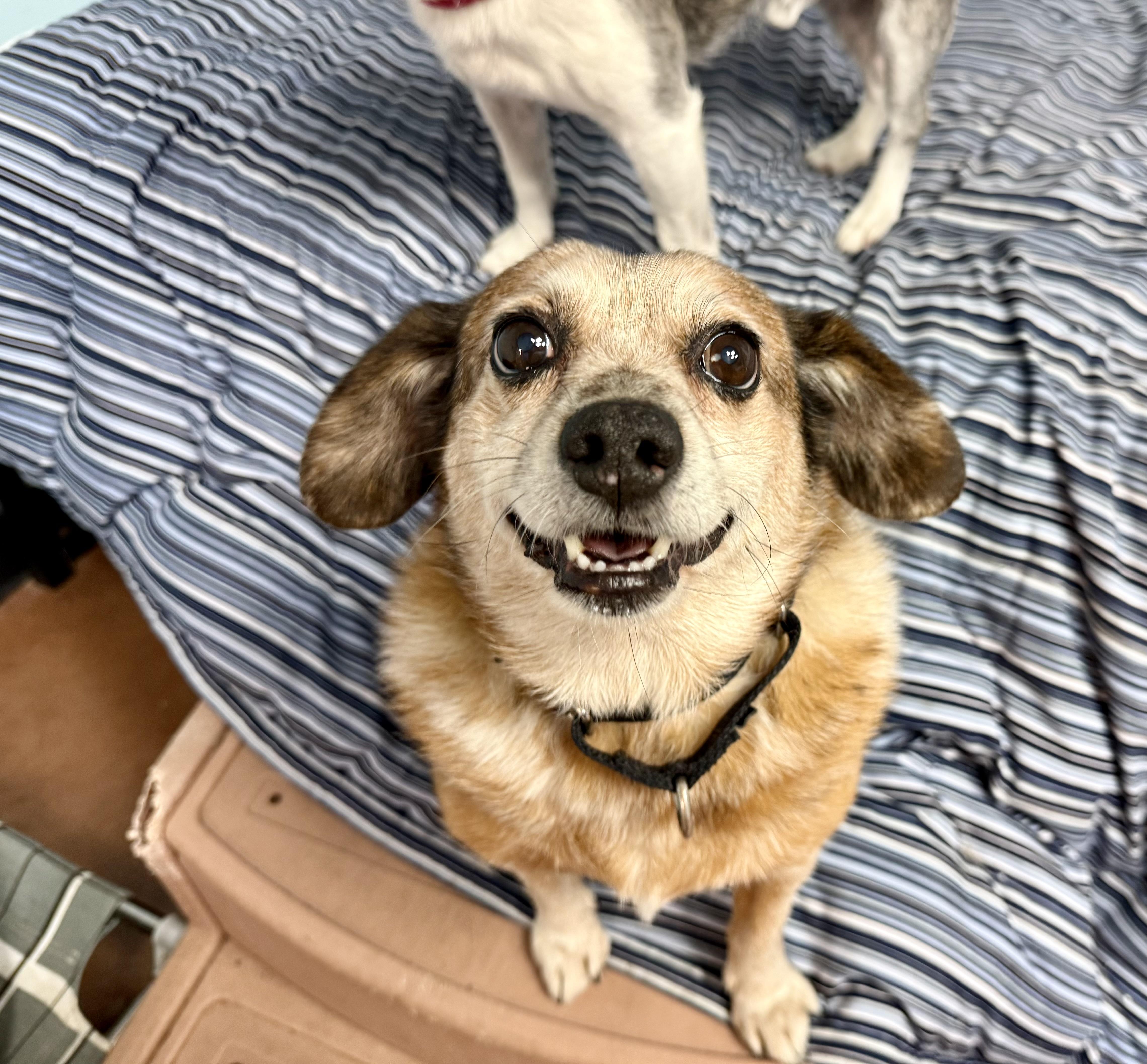 Enlarge Frodo, a ADOPTABLE Terrier in Walnut Creek, CA image 3/5