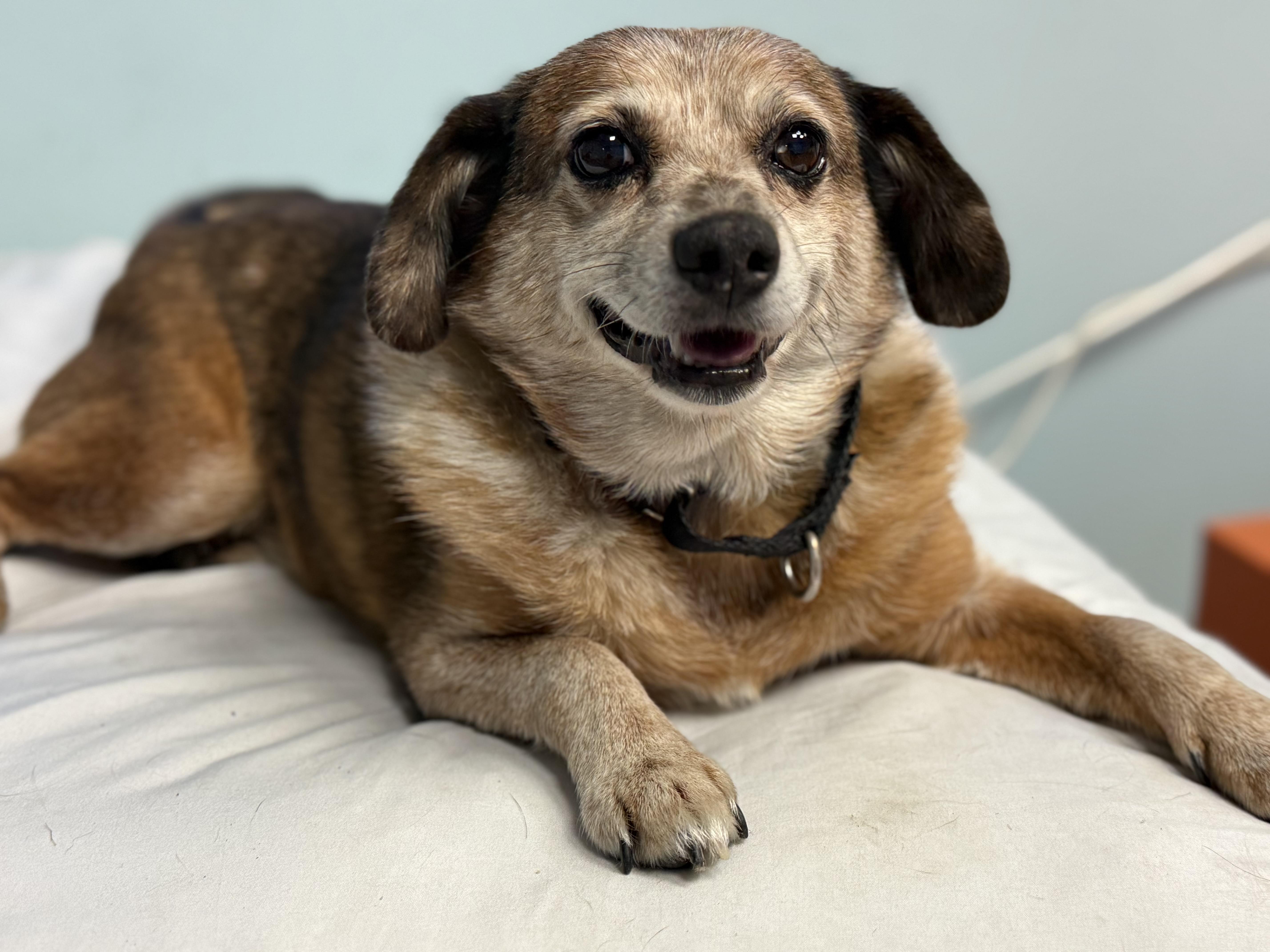 Enlarge Frodo, a ADOPTABLE Terrier in Walnut Creek, CA image 4/5