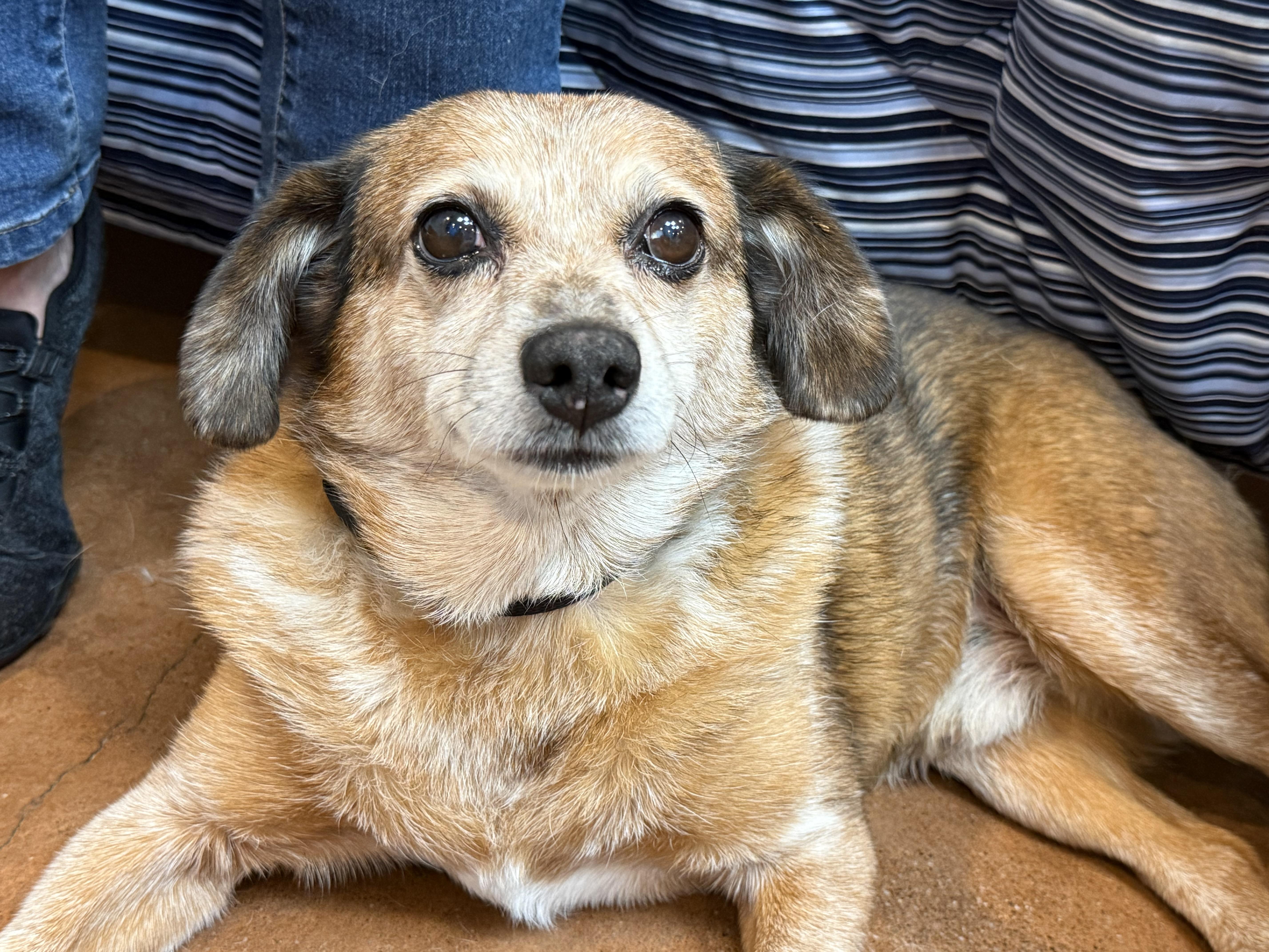 Frodo, ADOPTABLE, Adult Male Terrier.