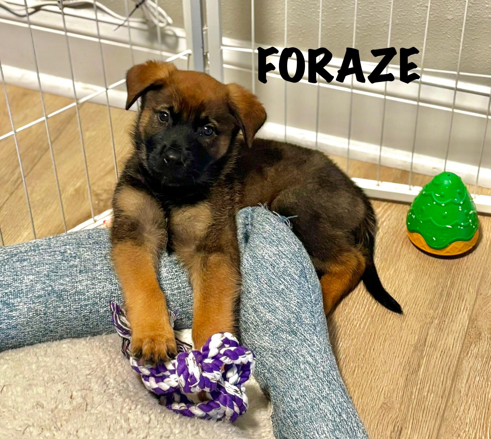 Foraze, ADOPTABLE, Puppy Male German Shepherd Dog & Belgian Shepherd / Malinois.