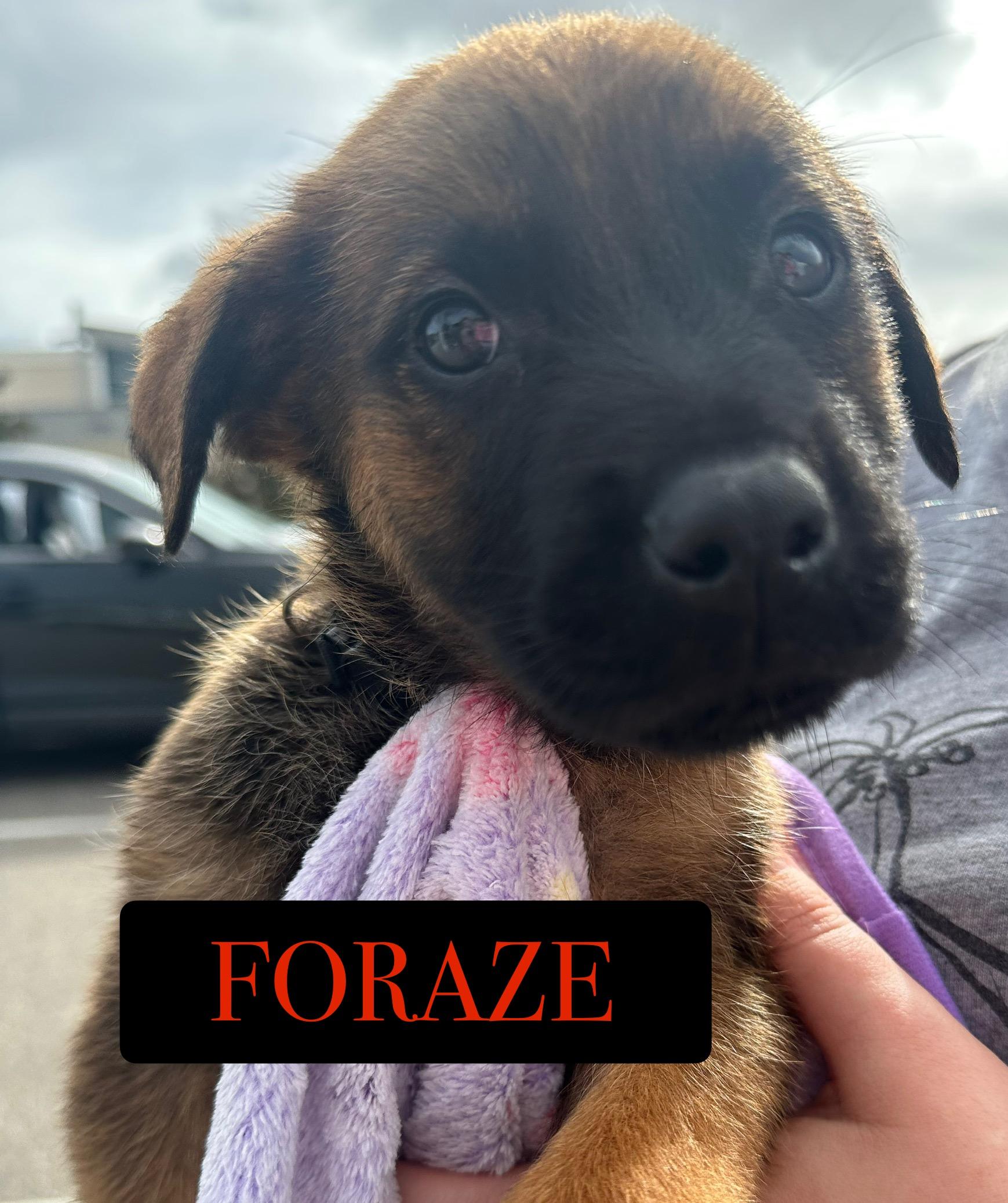 Foraze, ADOPTABLE, Puppy Male German Shepherd Dog & Belgian Shepherd / Malinois.