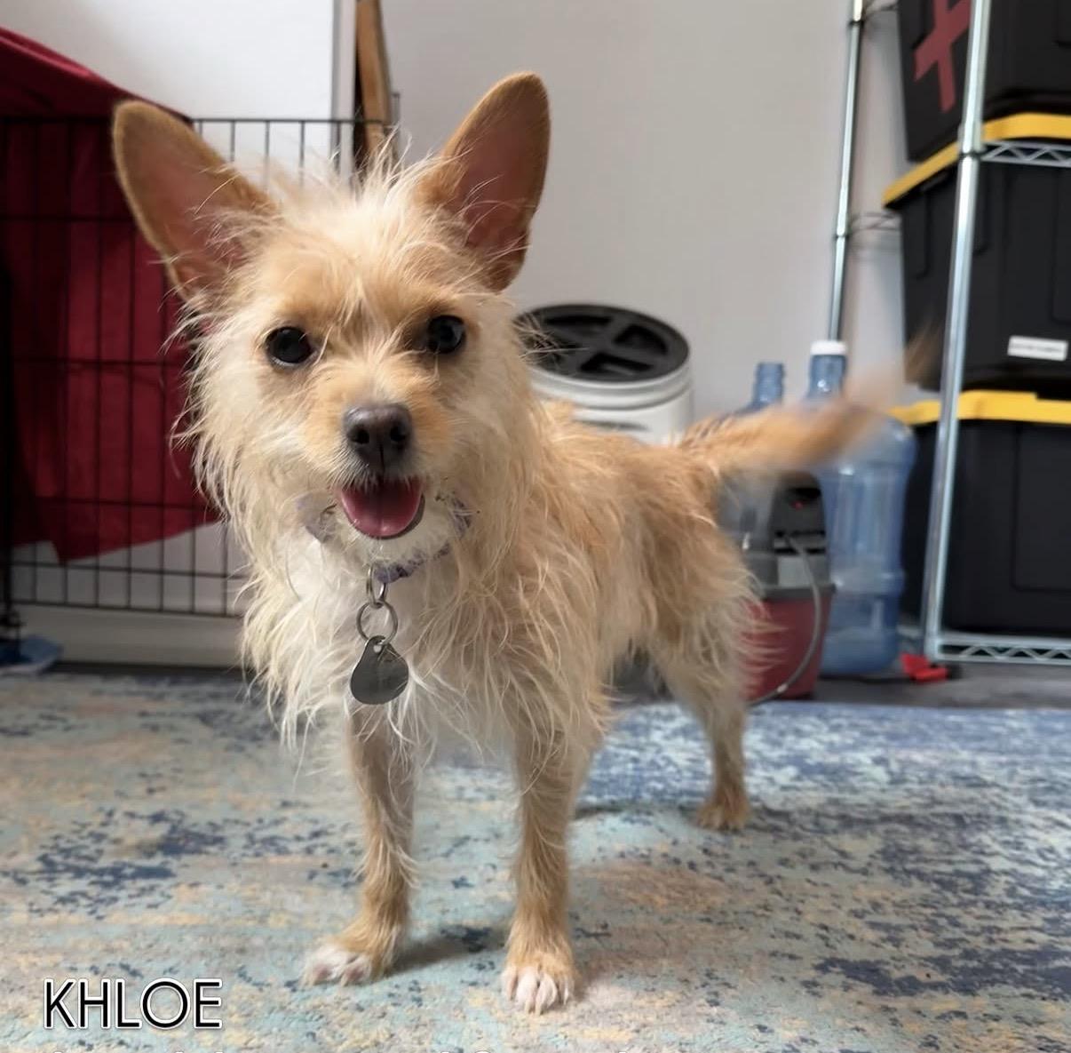 Khloe, adopted, Young Female Yorkshire Terrier.