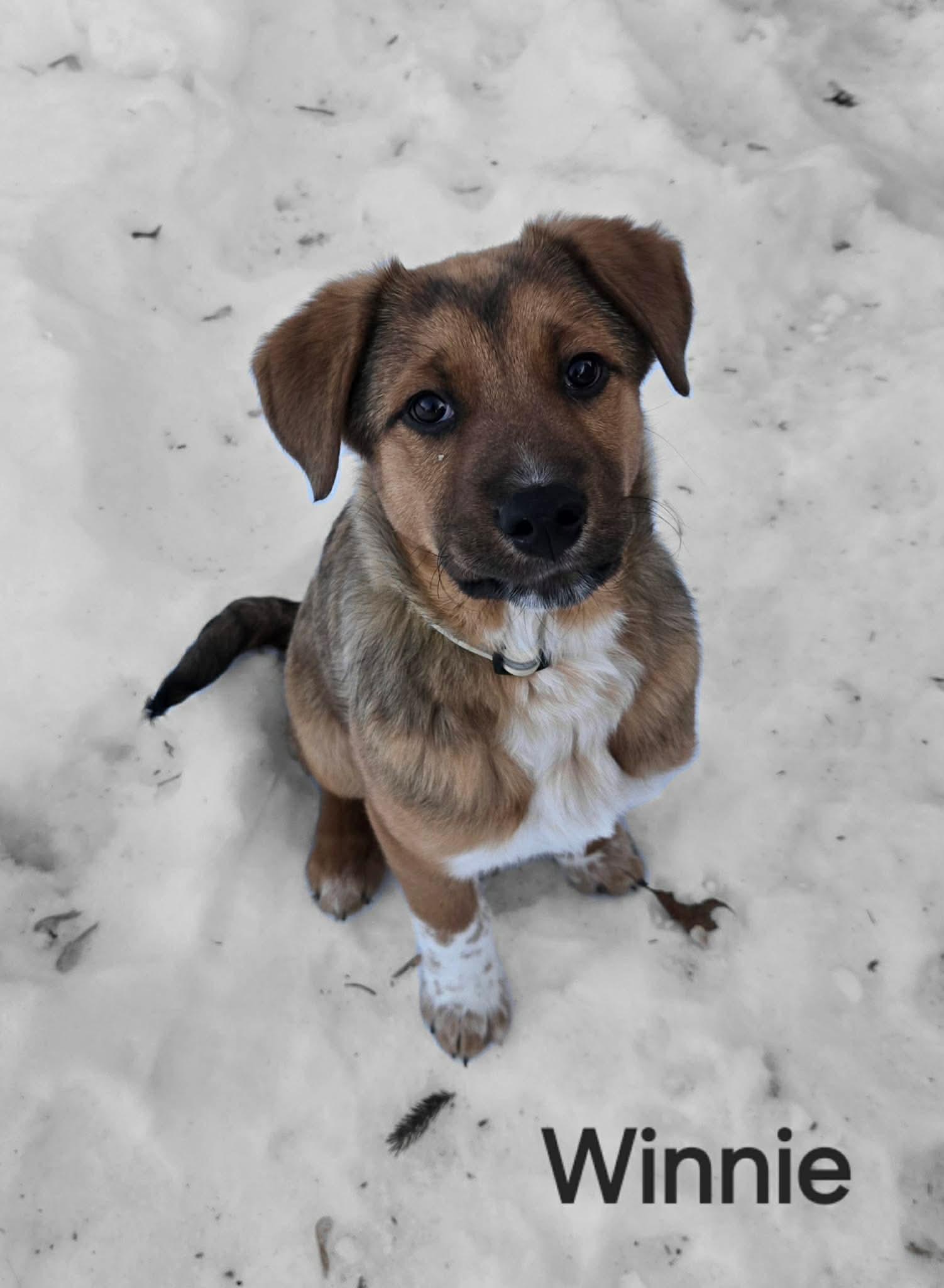 Enlarge Winnie, a ADOPTABLE mixed breed in Saskatoon, SK image 3/4