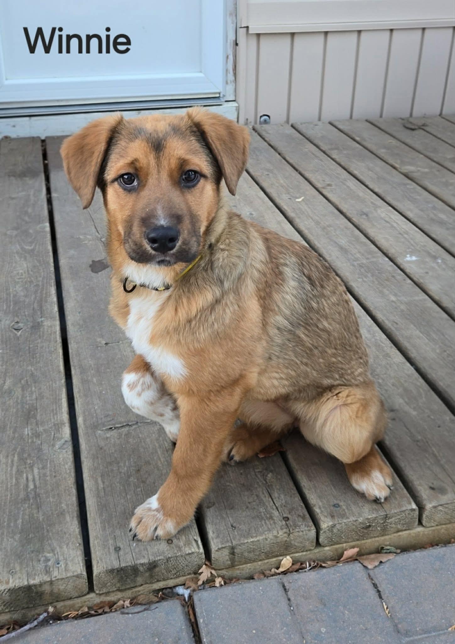 Enlarge Winnie, a ADOPTABLE mixed breed in Saskatoon, SK image 2/4