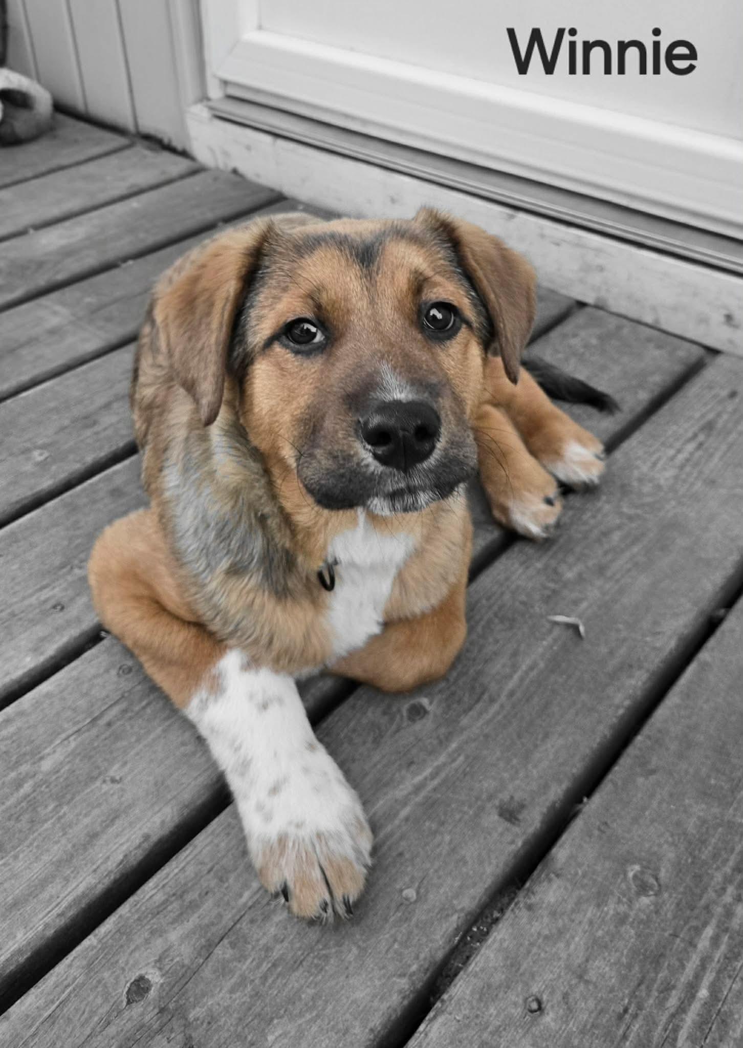 Enlarge Winnie, a ADOPTABLE mixed breed in Saskatoon, SK image 4/4