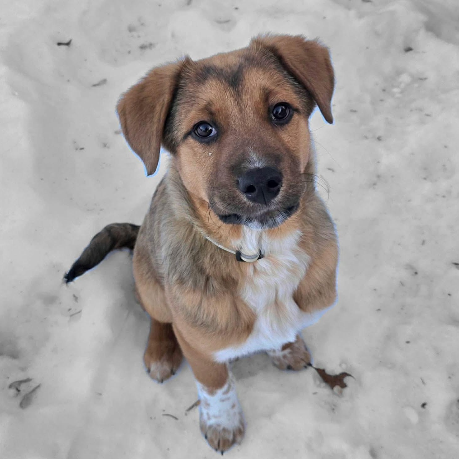 Enlarge Winnie, a ADOPTABLE mixed breed in Saskatoon, SK image 1/4