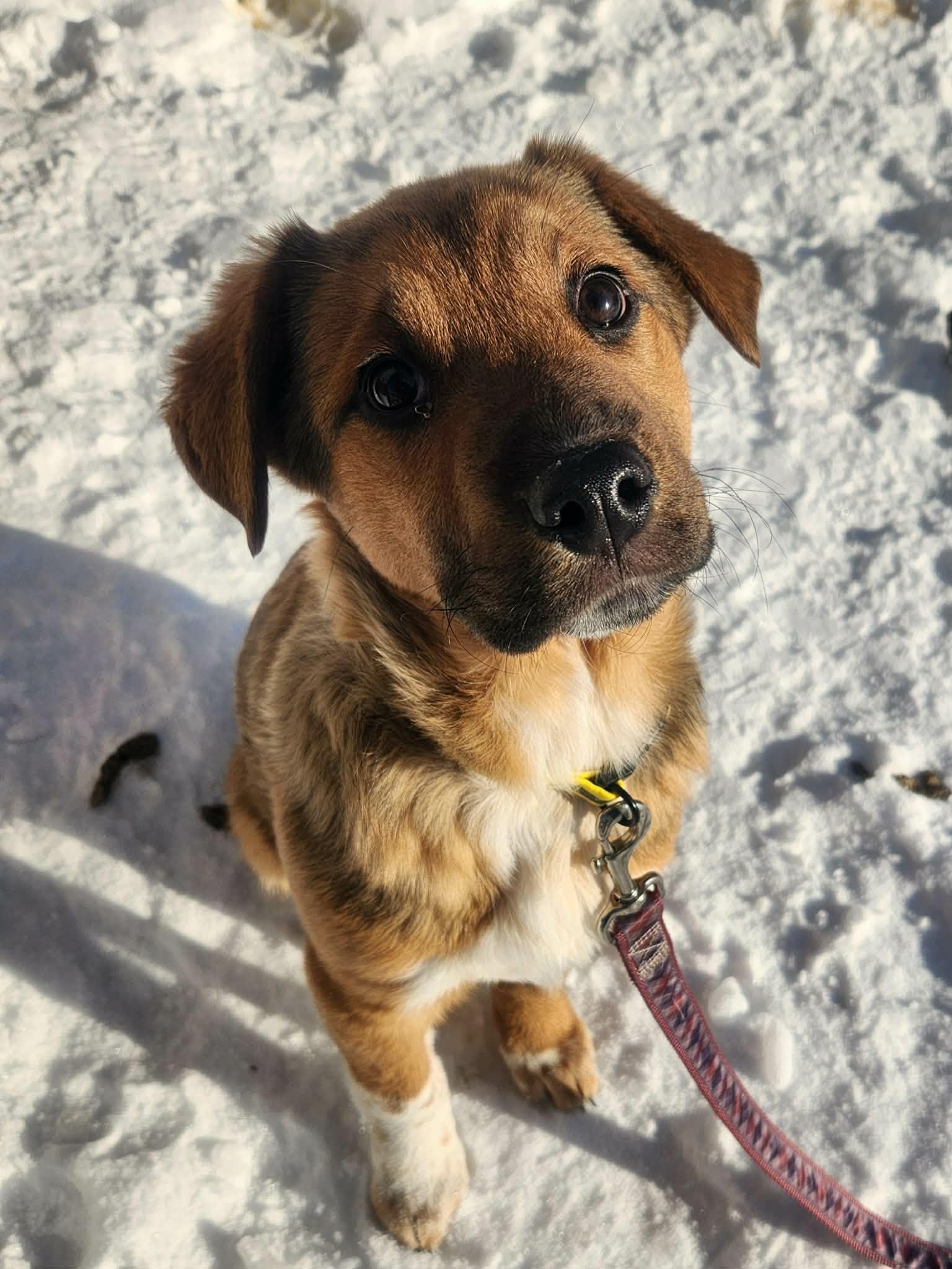 Winnie, an adopted mixed breed in Saskatoon, SK image 6/6