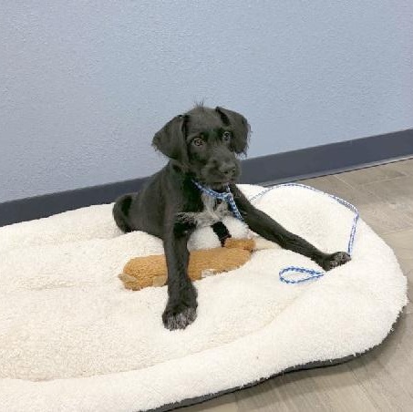 Woody, Adoptable, Young Male German Wirehaired Pointer.