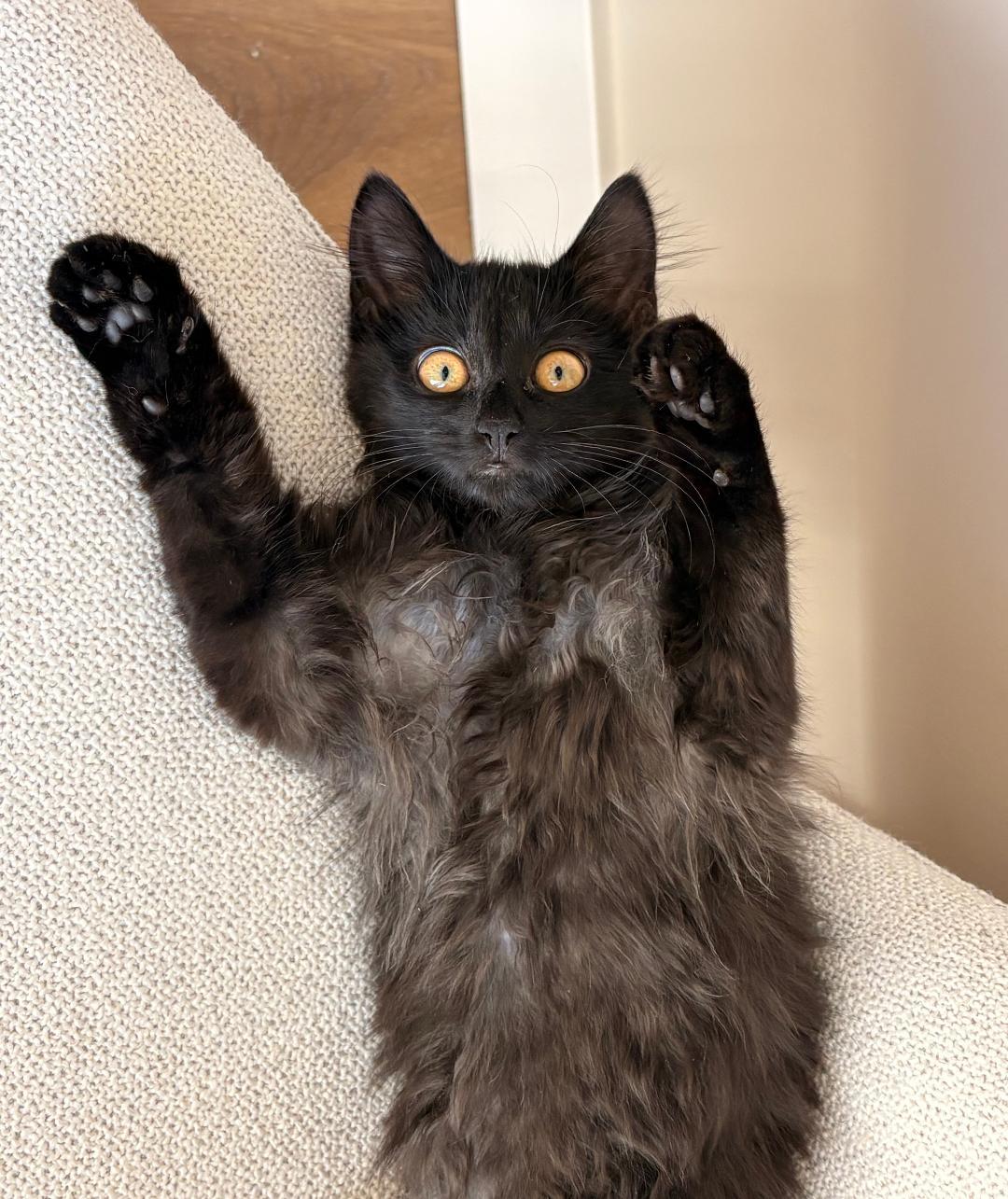 Picabo, an adopted mixed breed in Pasco, WA image 2/2