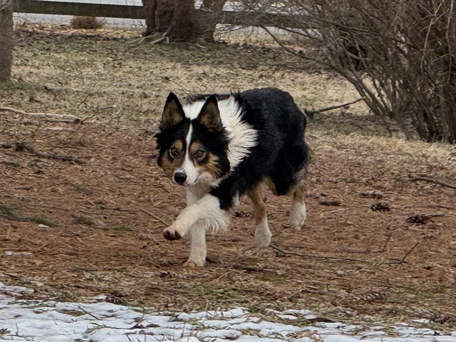 Enlarge Pete, a ADOPTABLE Border Collie in Chestertown, MD image 6/6