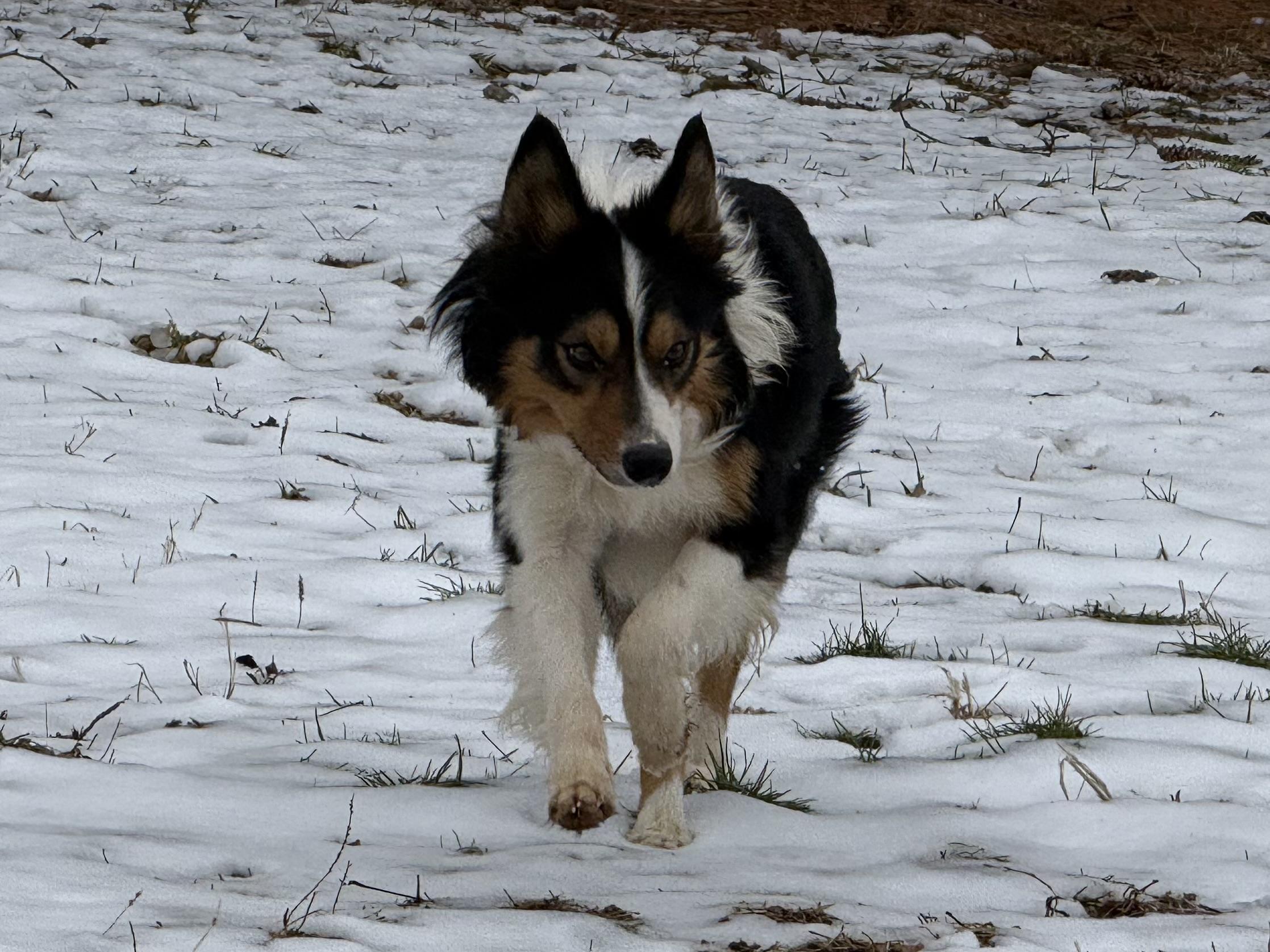 Enlarge Pete, a ADOPTABLE Border Collie in Chestertown, MD image 2/6