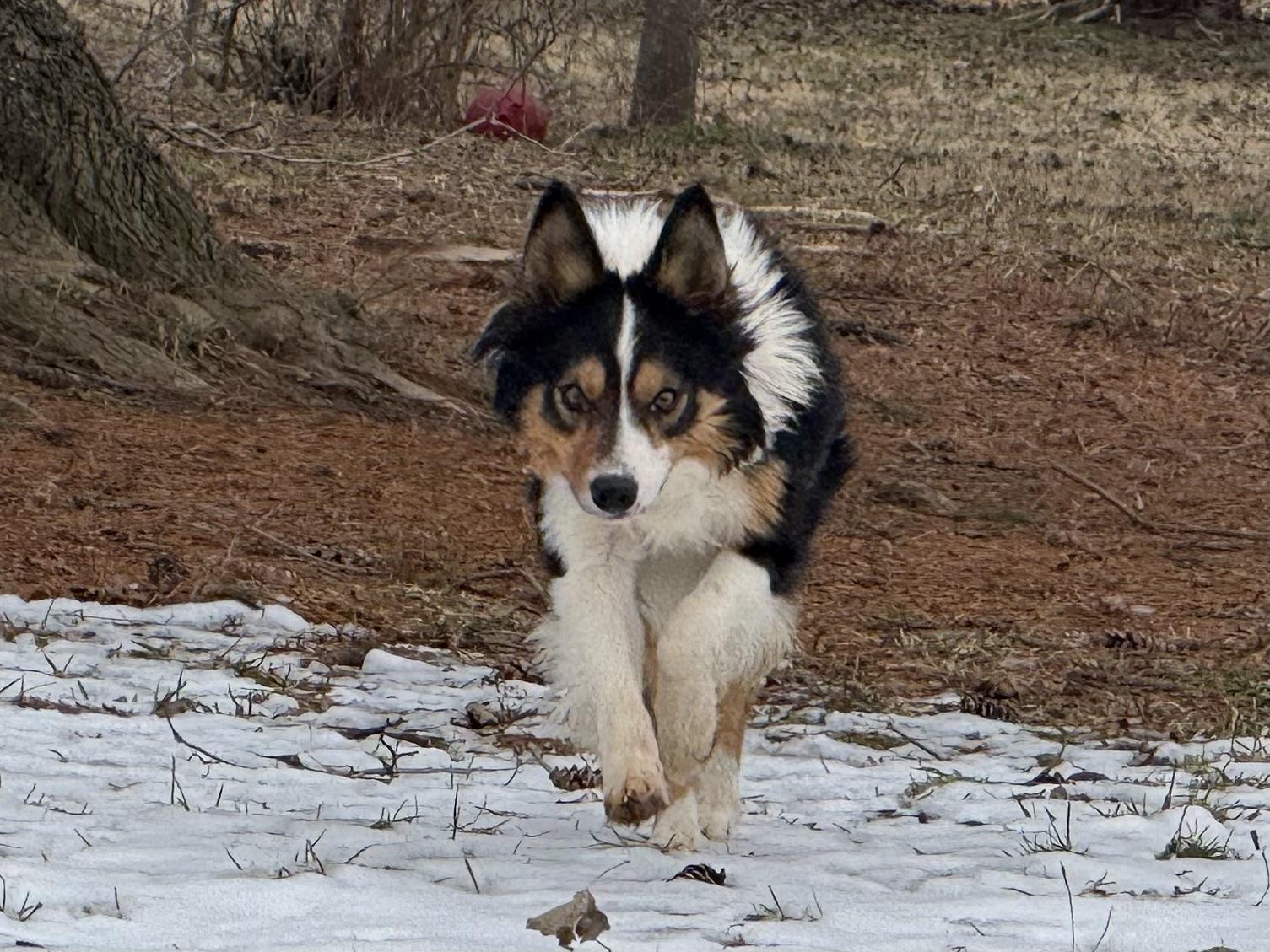 Pete, ADOPTABLE, Adult Male Border Collie.