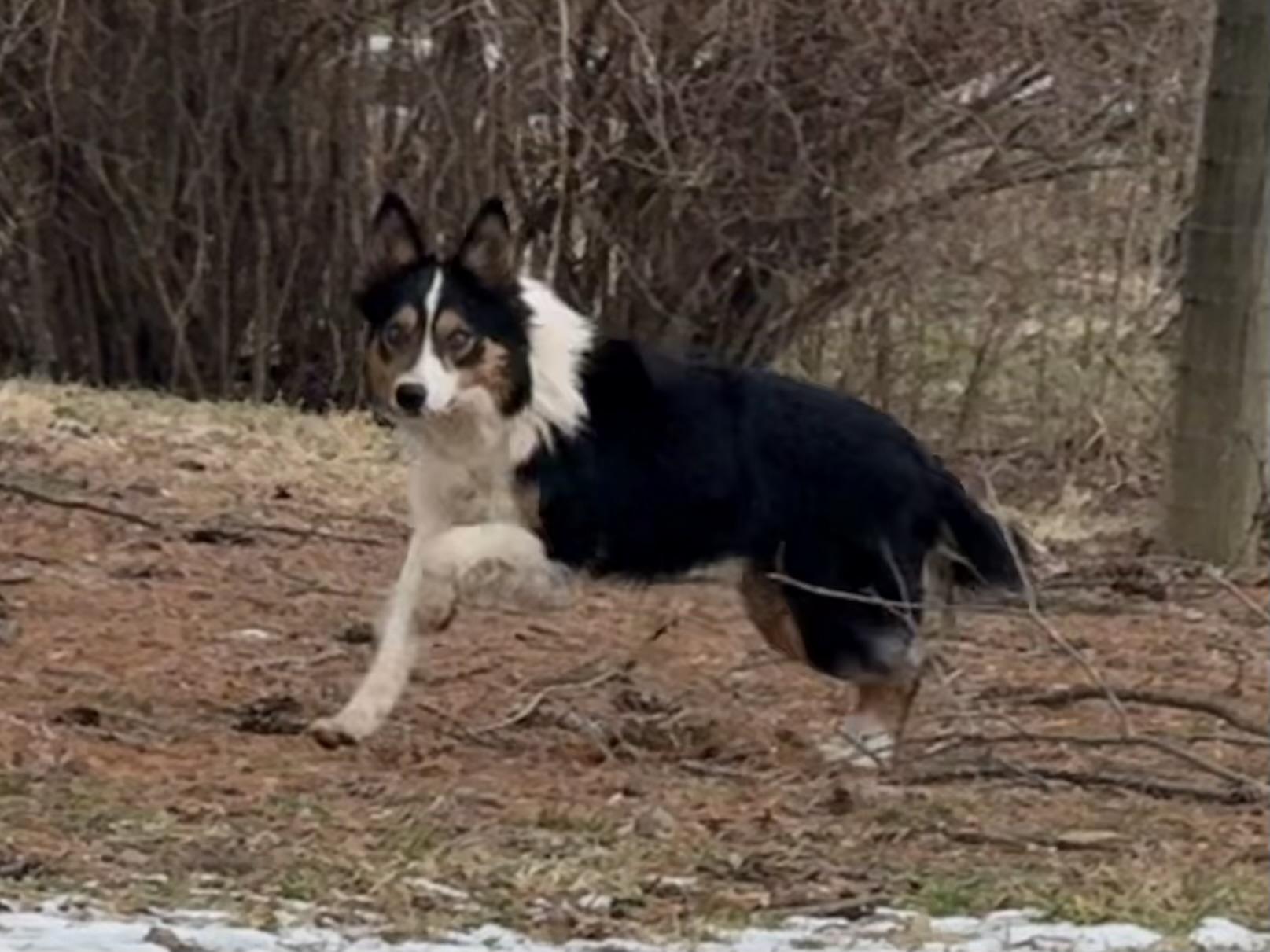 Enlarge Pete, a ADOPTABLE Border Collie in Chestertown, MD image 4/6
