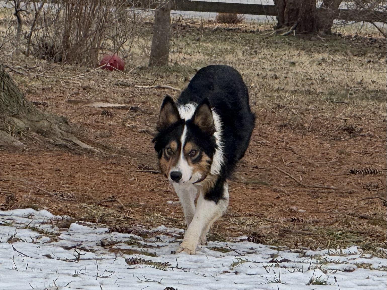 Enlarge Pete, a ADOPTABLE Border Collie in Chestertown, MD image 3/6