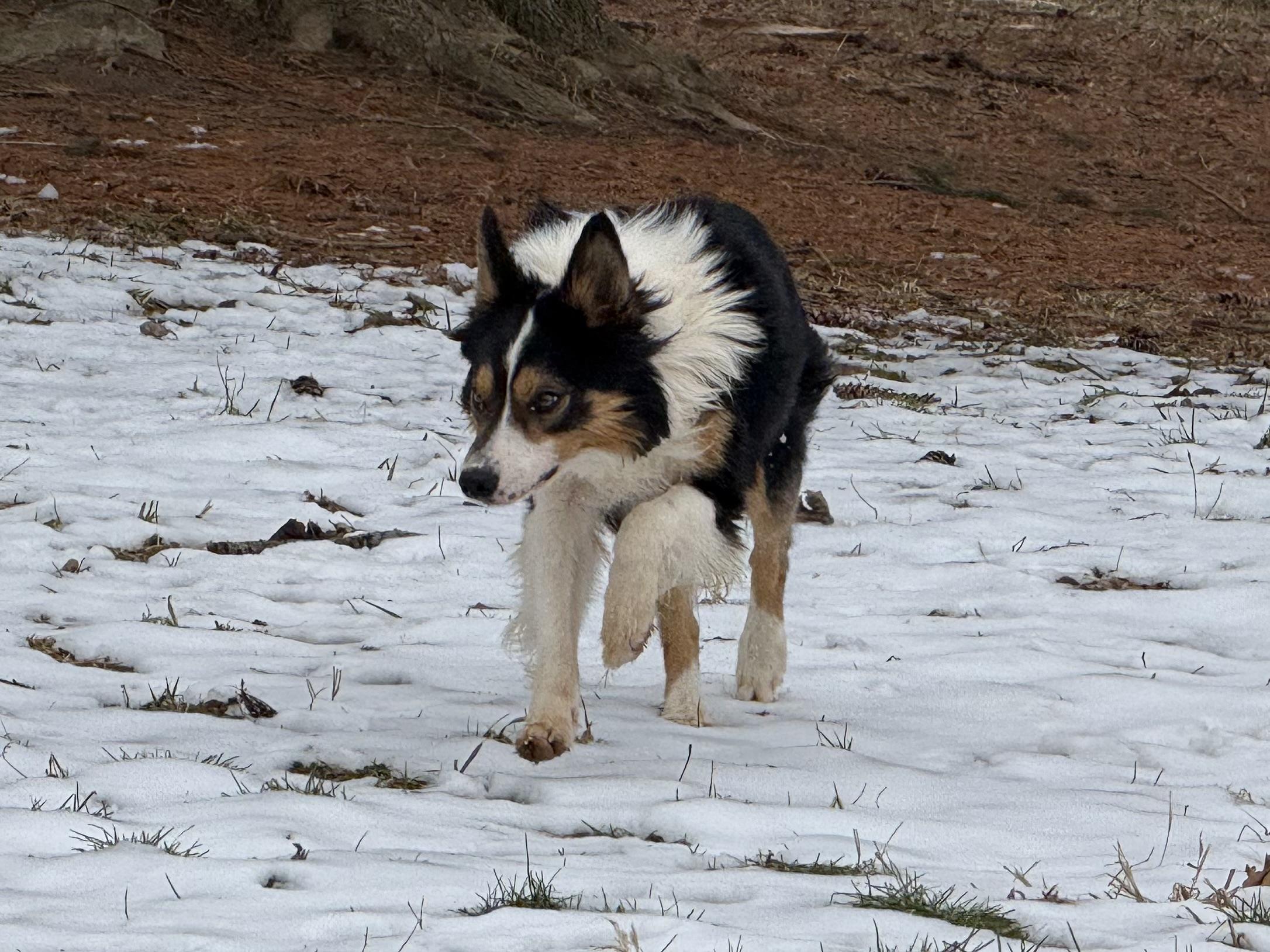 Enlarge Pete, a ADOPTABLE Border Collie in Chestertown, MD image 5/6
